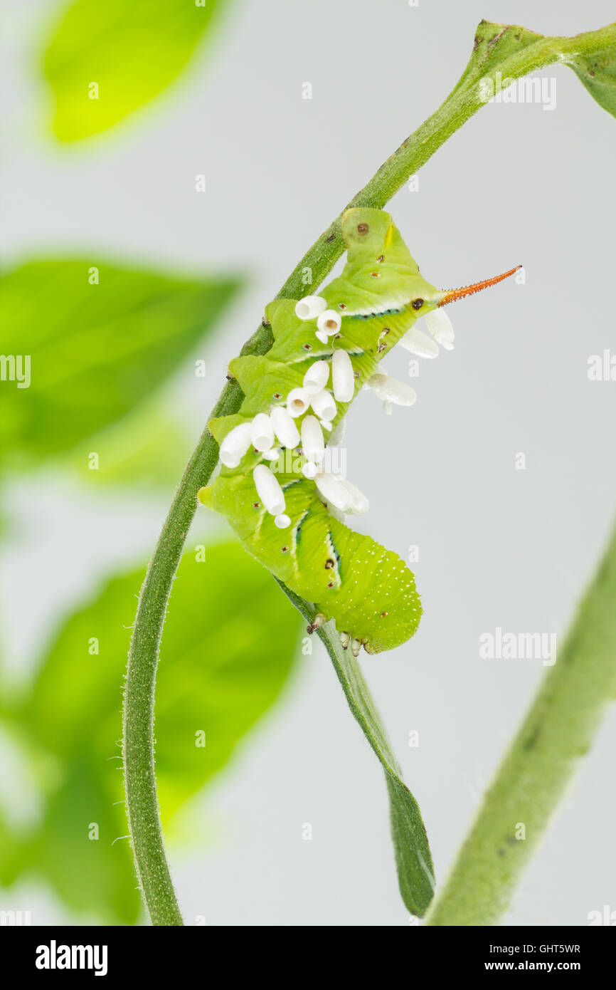 Tomato Hornworm Wasp High Resolution Stock Photography and Images - Alamy