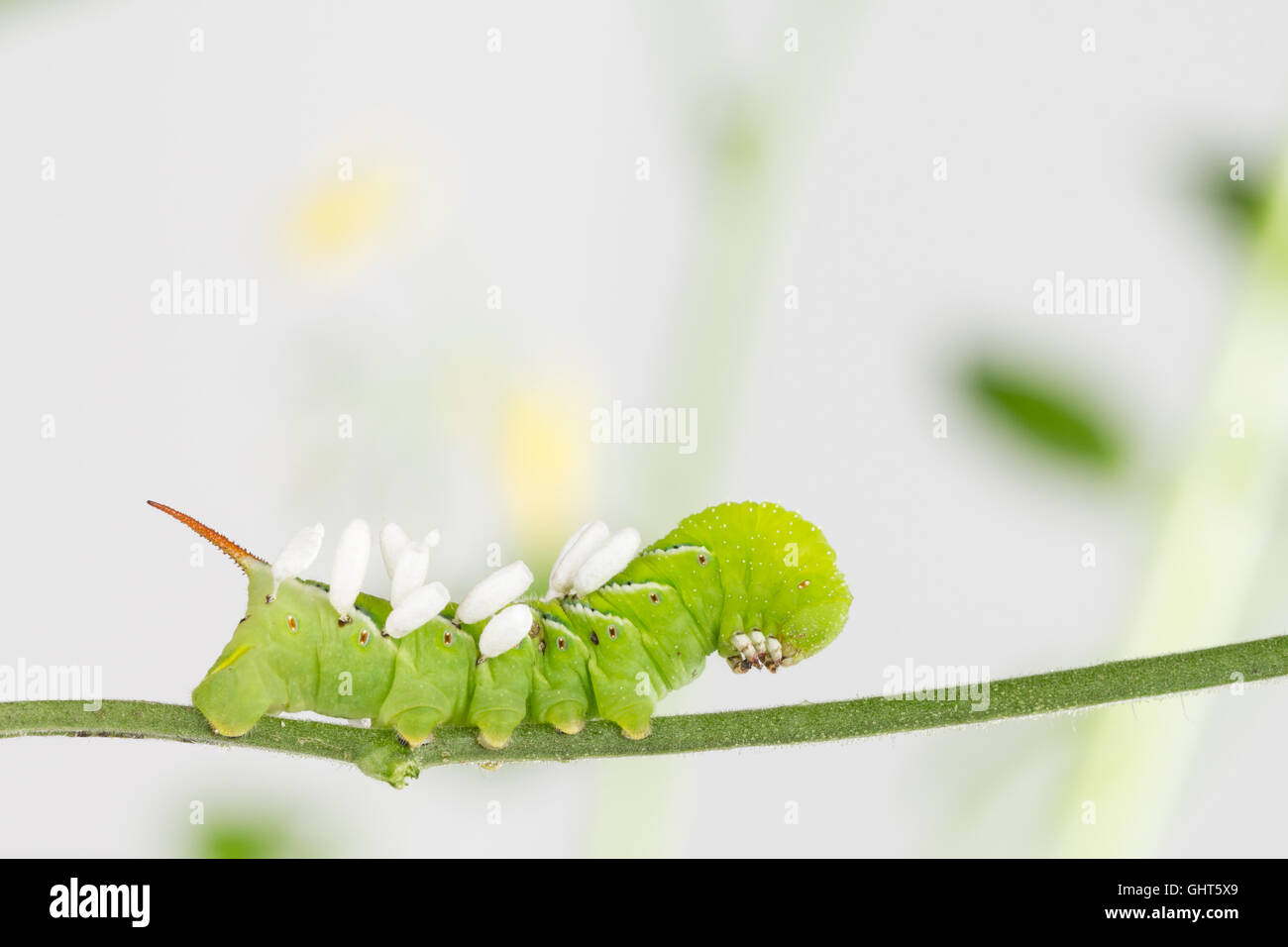 Congregatus hi-res stock photography and images - Alamy