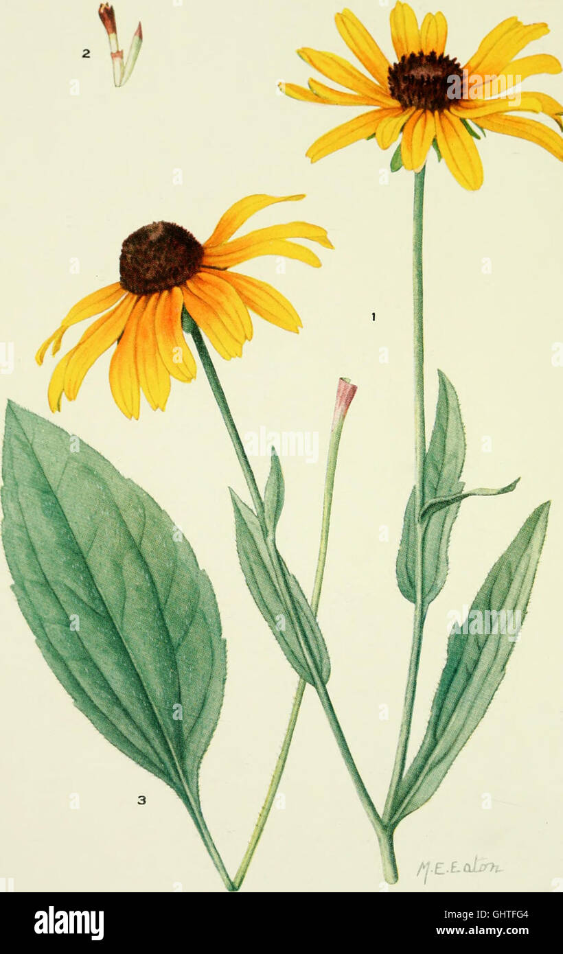 'Addisonia' is a series of illustrated plant guides published from 1916 ...