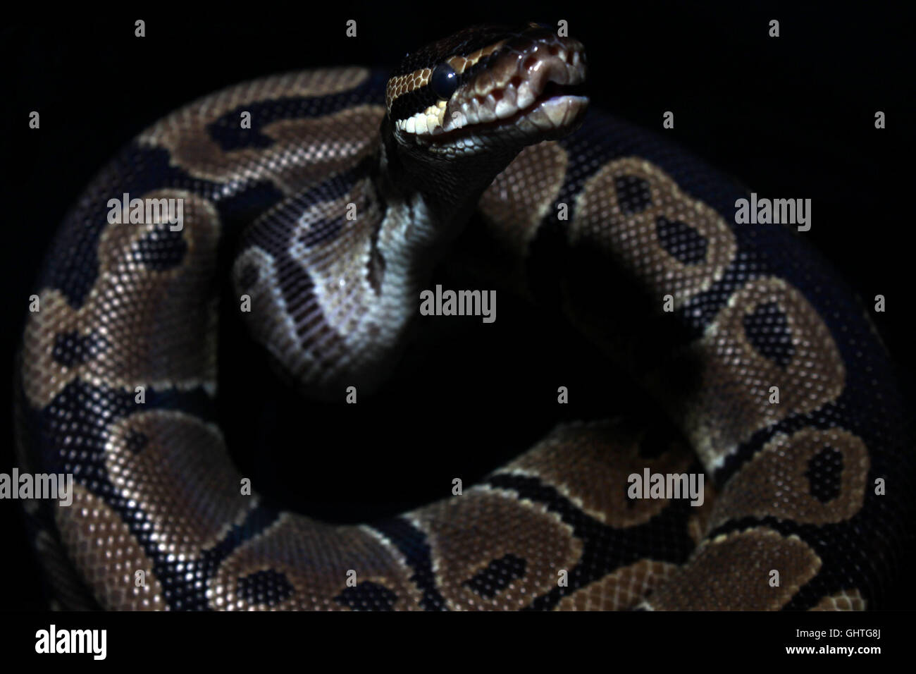 West Jakarta, Indonesia. 09th Aug, 2016. Ball python (Python Regius) against black background. Ball pythons, is the smallest python species in Africa, also known as the Royal Python, because the behavior of these animals which are likely to roll up like a ball in a state of distress or fear. The name of Royal Pythons (from the Latin 'Regius') comes from the story that Cleopatra supposedly wore the snake around her wrist. © Tubagus Aditya Irawan/Pacific Press/Alamy Live News Stock Photo