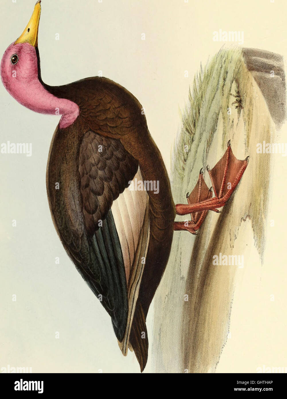 'The Genera of Birds' (1849) presents an overview of various bird ...