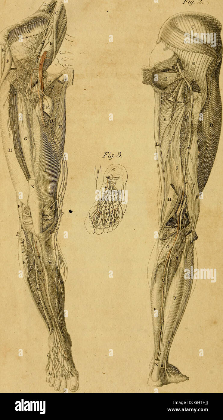 A compendium of the anatomy of the human body - intended principally for the use of students (1801) Stock Photo