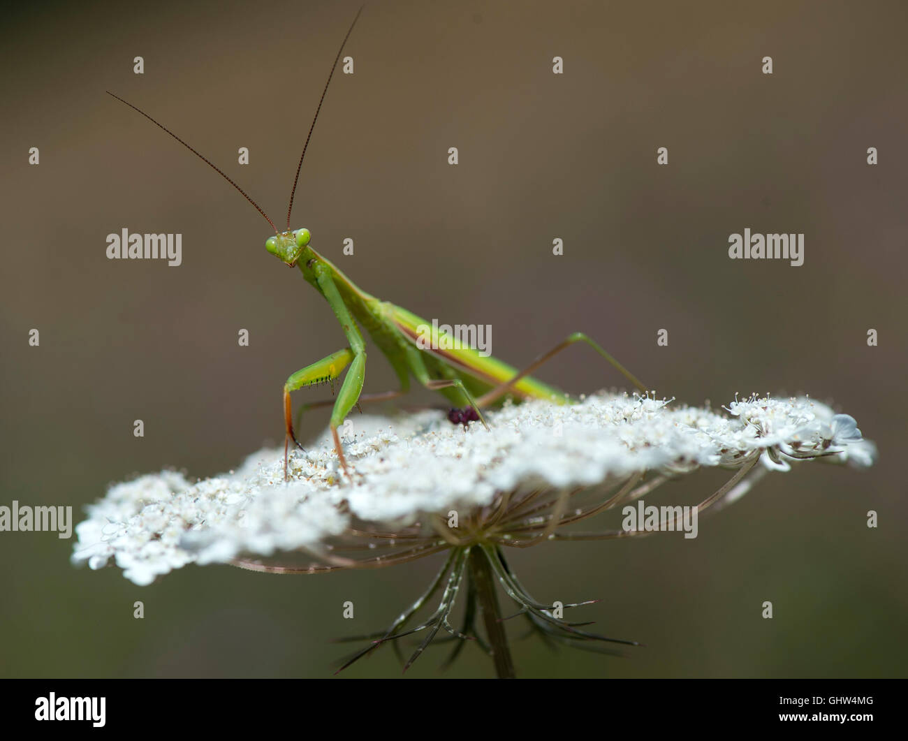 Roseburg, Oregon, USA. 11th Aug, 2016. A mantis clings to a Queen Anne's lace flower on a hillside near Roseburg in southwestern Oregon. Commonly known as the praying mantis, mantises are distributed worldwide in temperate and tropical habitats. © Robin Loznak/ZUMA Wire/Alamy Live News Stock Photo