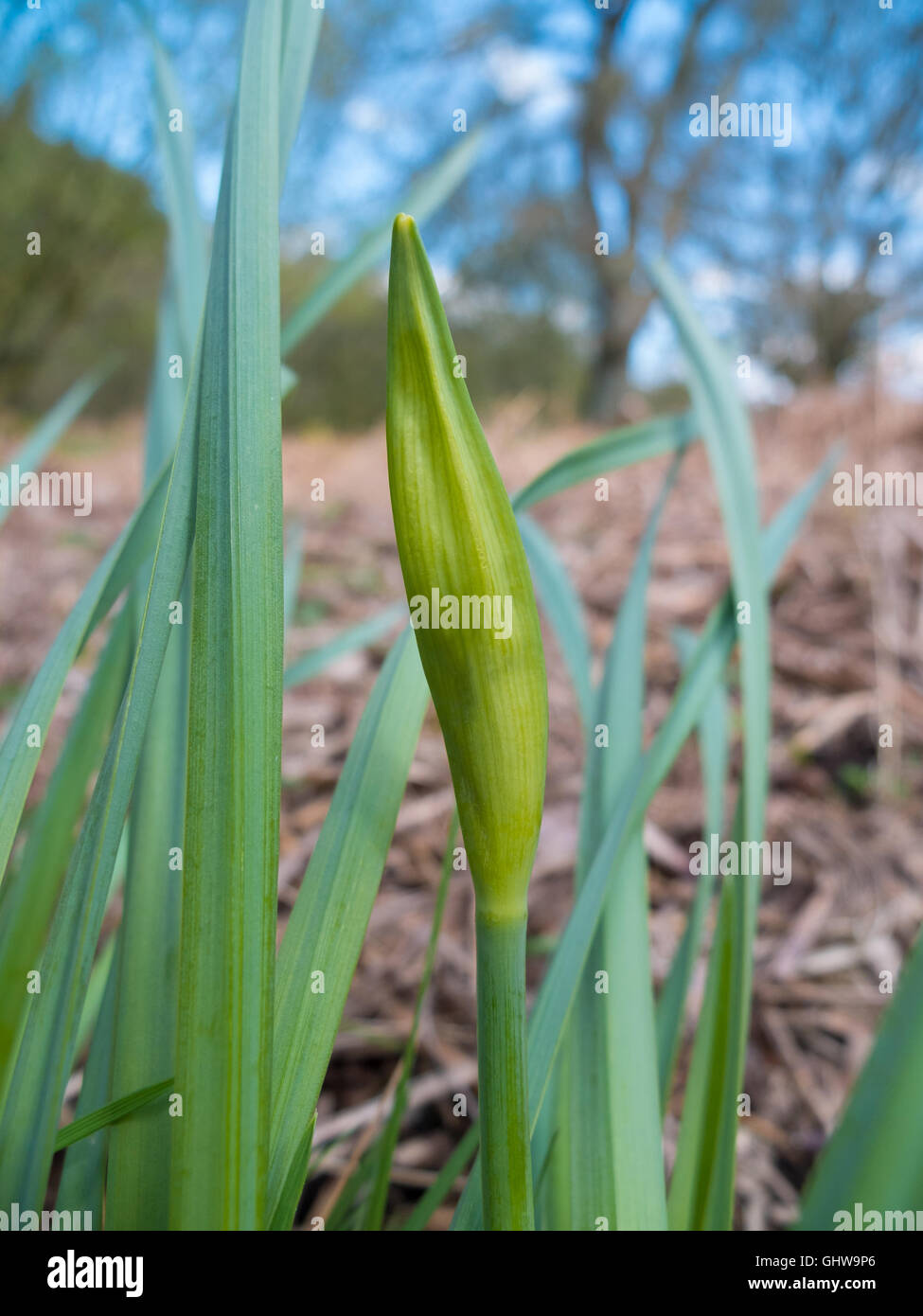 growing daffodil Stock Photo Alamy