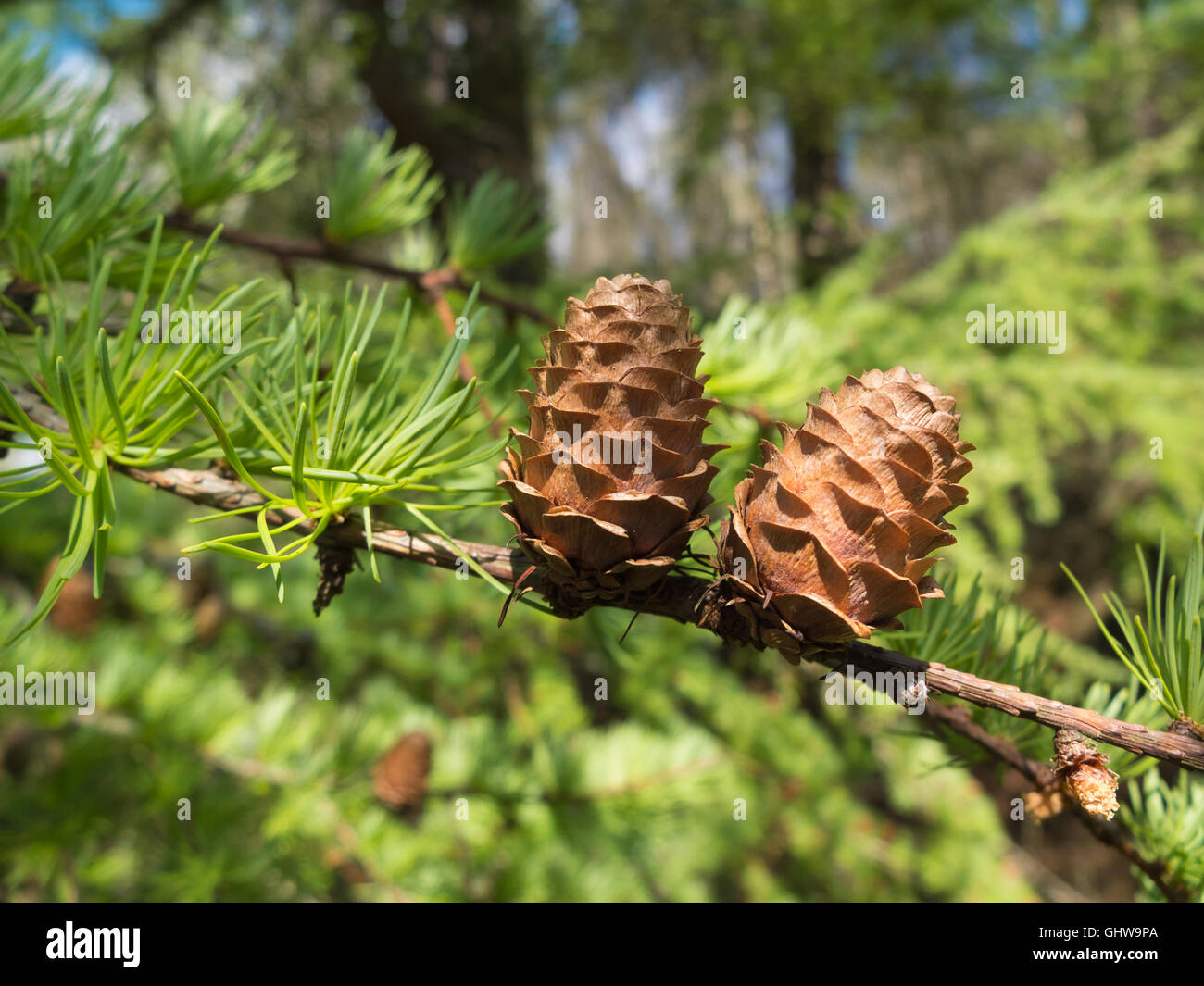 pine cones close up Stock Photo