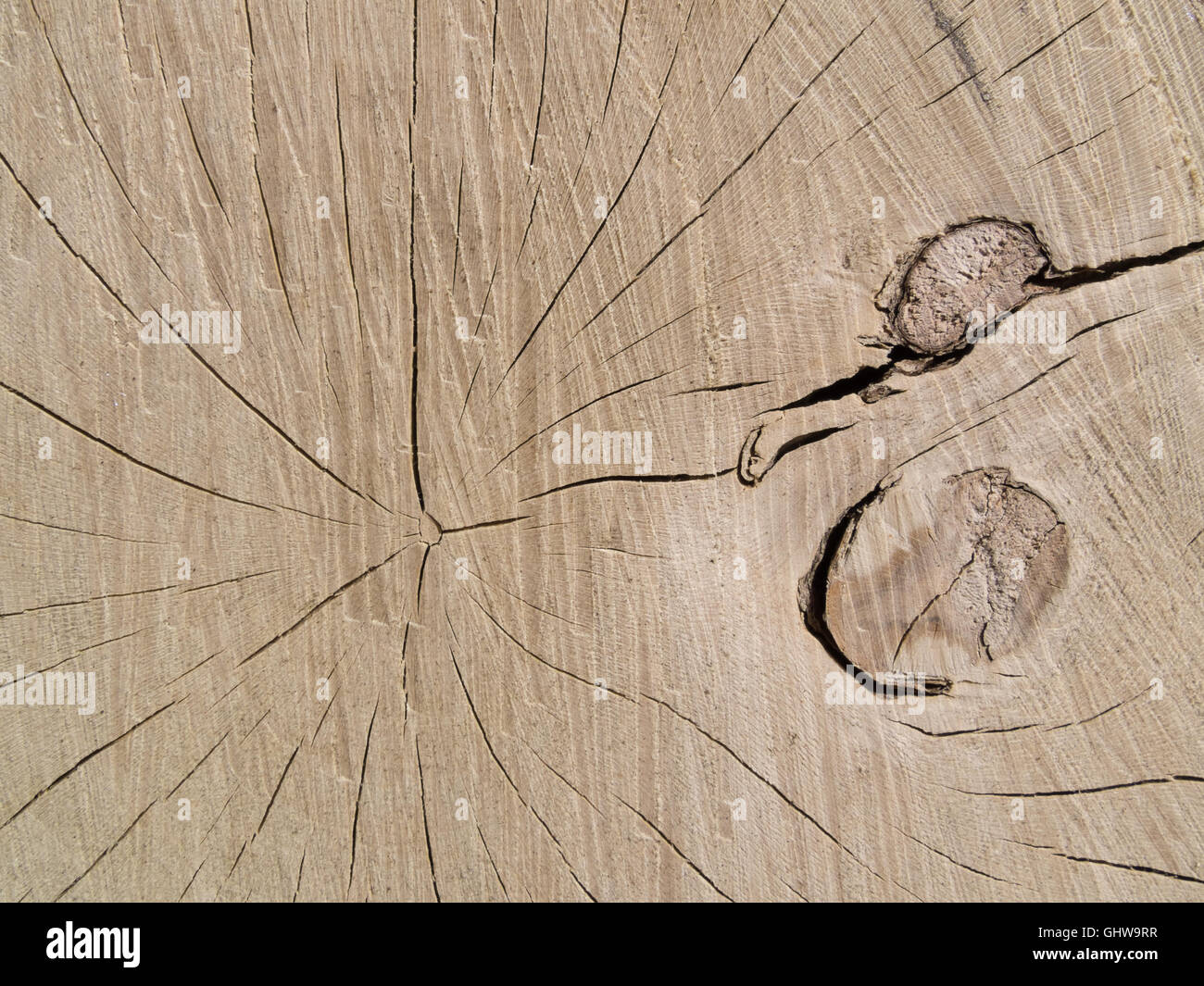 Tree knots hires stock photography and images Alamy