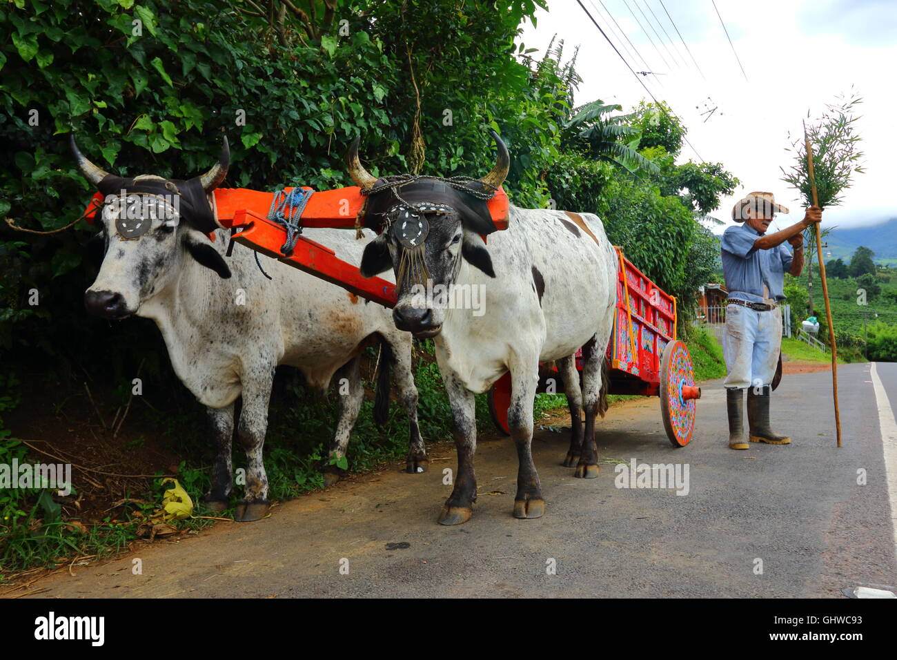 A Costa Rican man and his traditional oxcart. Alajuela Province, Costa Rica Stock Photo