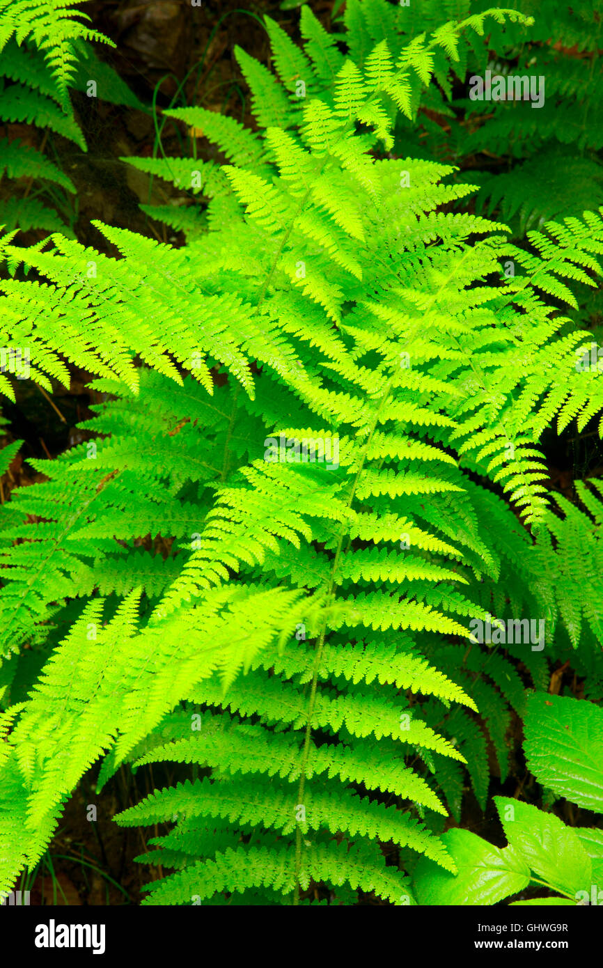 Fern on Talcott Mountain Trail, Talcott Mountain State Park, Connecticut Stock Photo