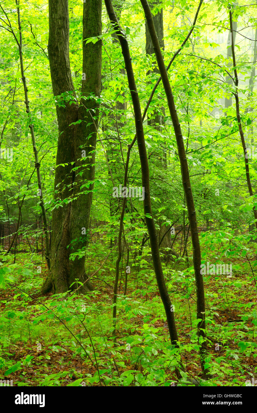 Woods along Talcott Mountain Trail, Talcott Mountain State Park, Connecticut Stock Photo