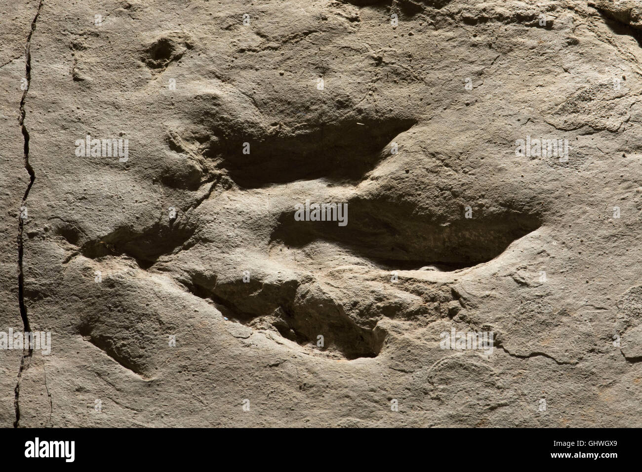 Dinosaur track, Dinosaur State Park, Connecticut Stock Photo