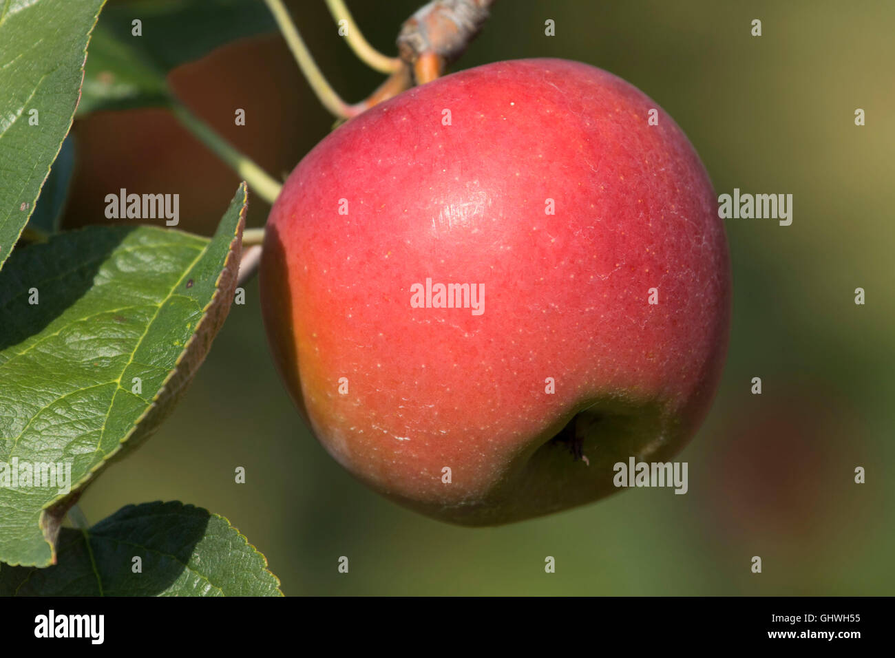 Apple orchard, Burlington, Connecticut Stock Photo Alamy