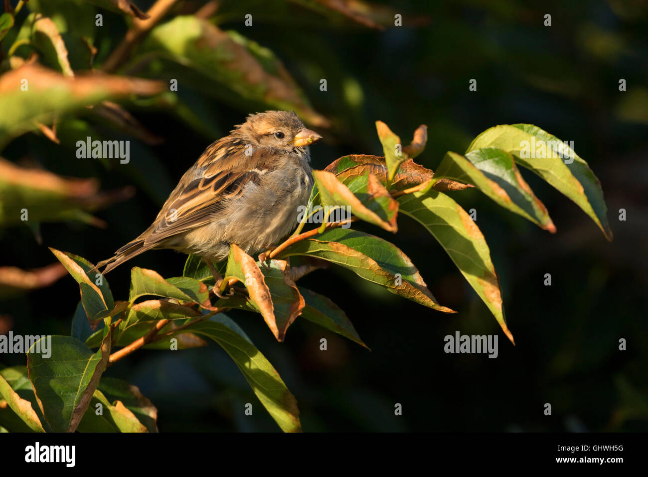 Sparrow, Elizabeth Park, Hartford, Connecticut Stock Photo