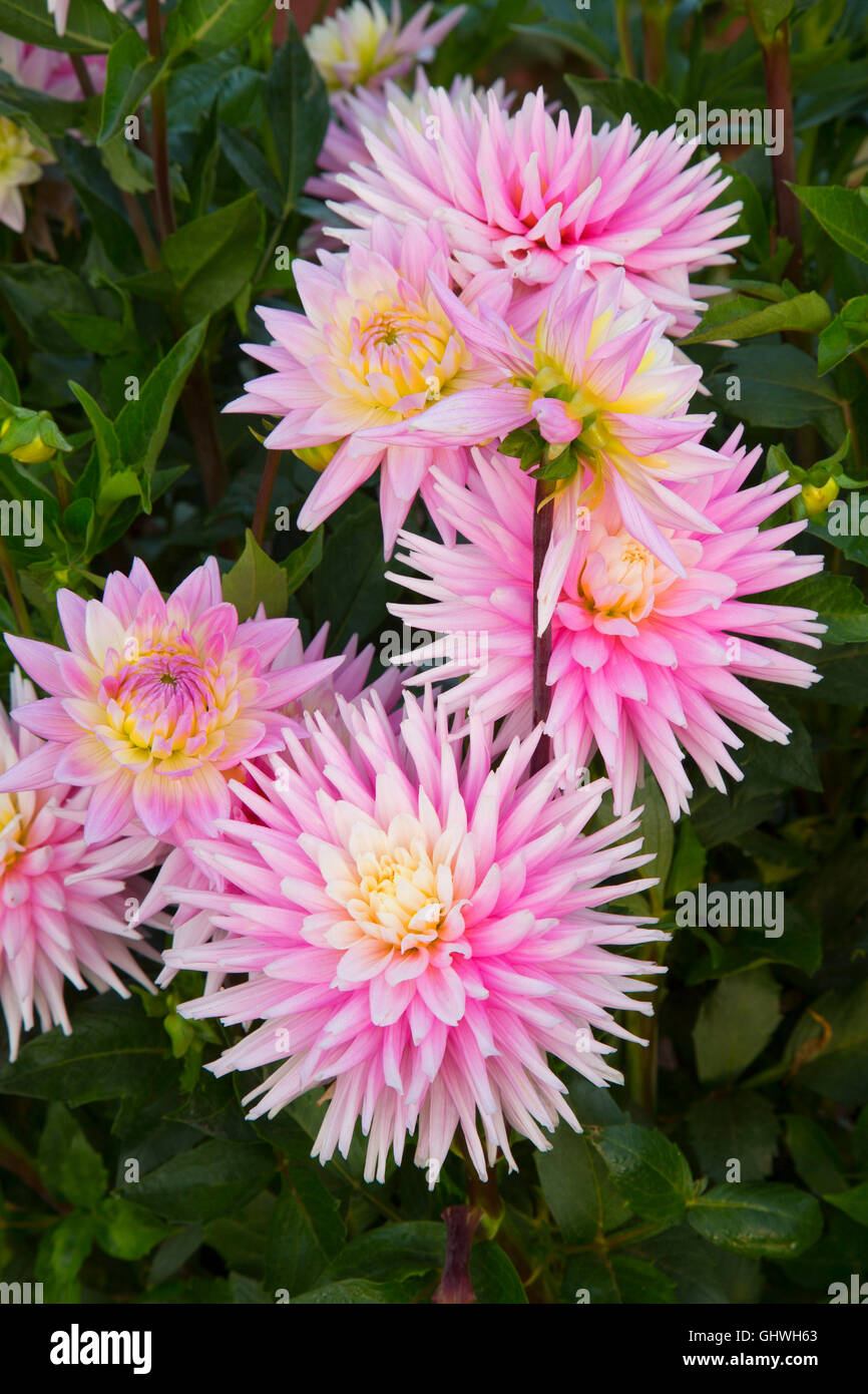 Patricia dahlia, Elizabeth Park, Hartford, Connecticut Stock Photo