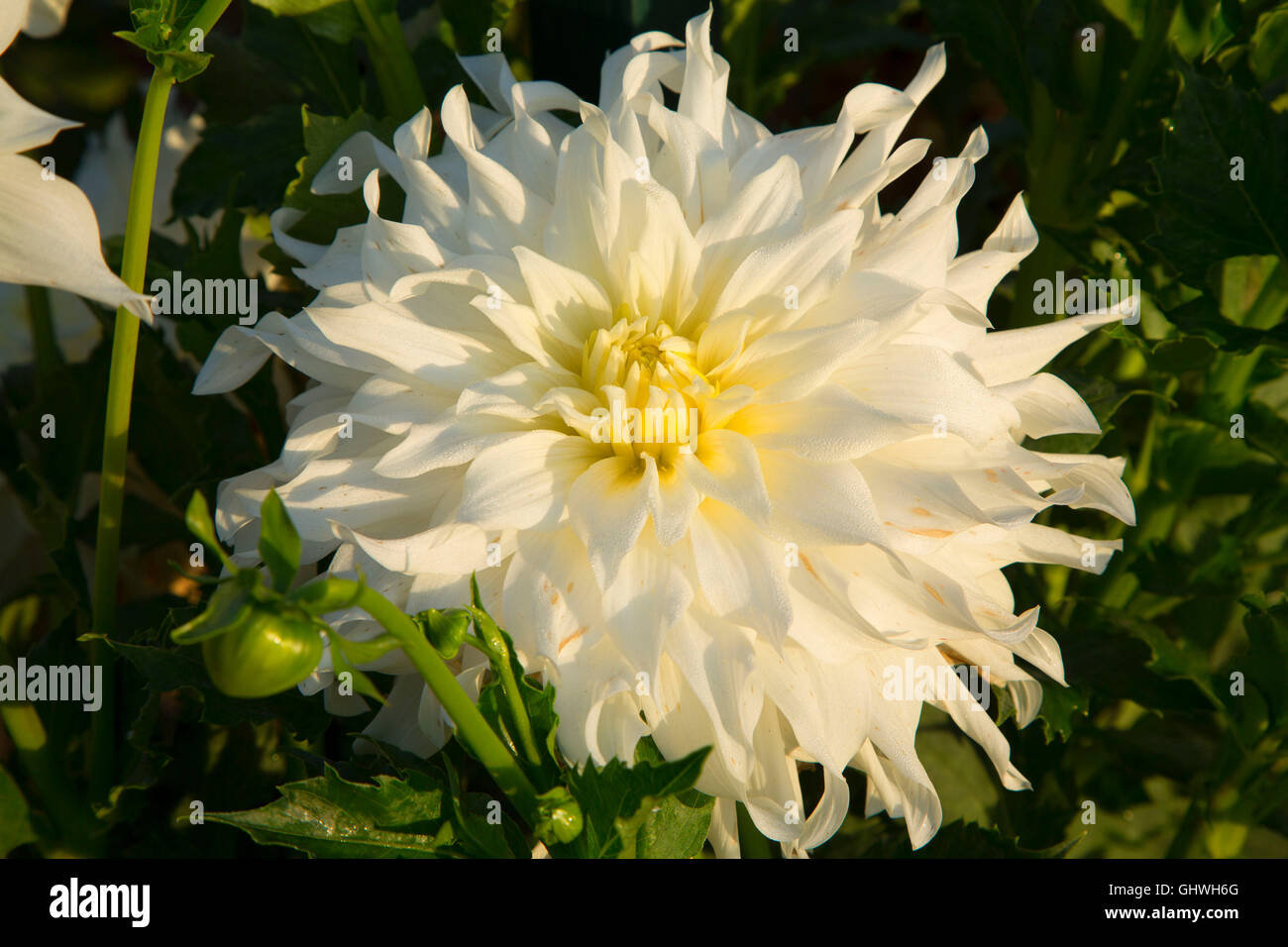 Verda dahlia, Elizabeth Park, Hartford, Connecticut Stock Photo