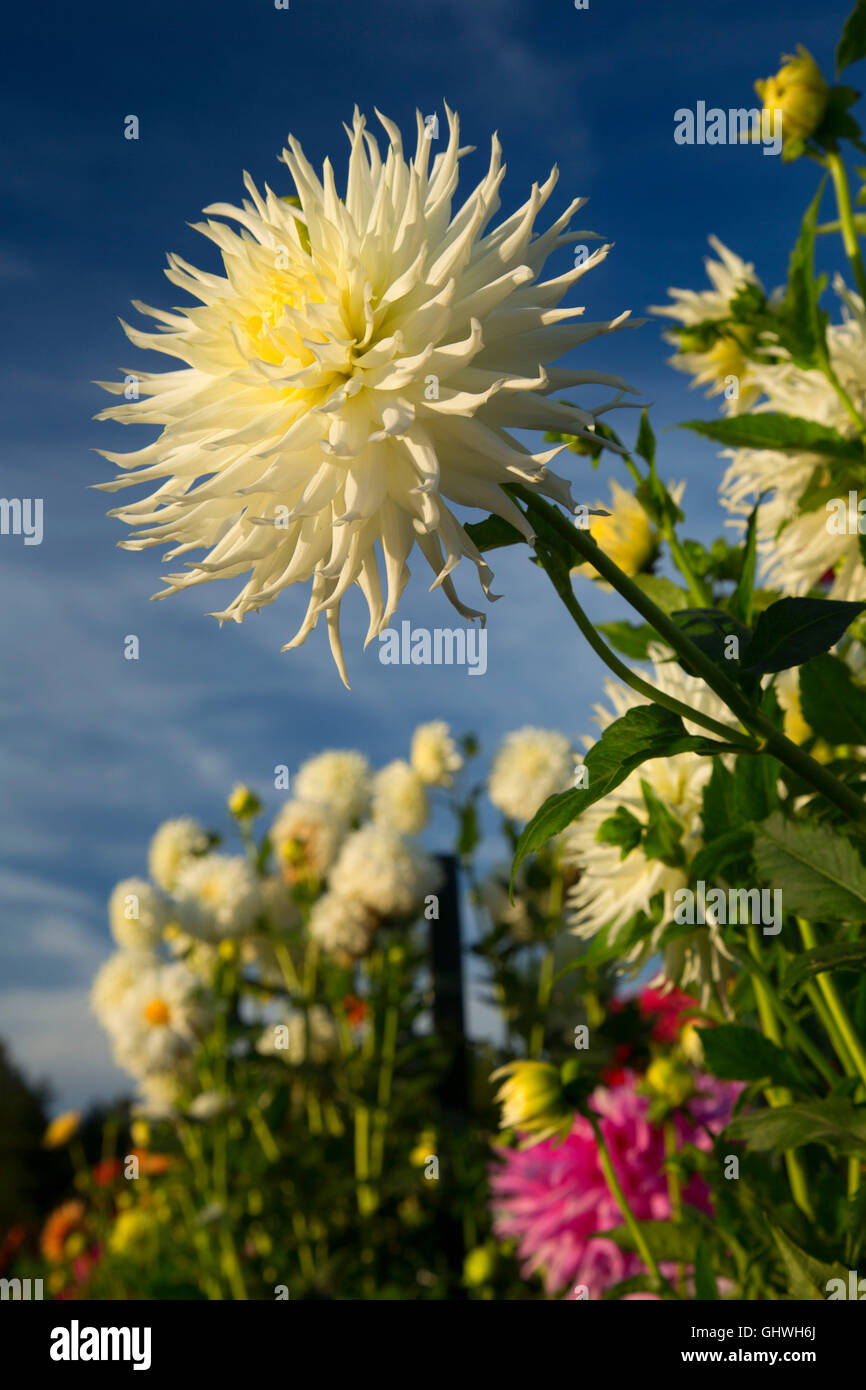Spike dahlia, Elizabeth Park, Hartford, Connecticut Stock Photo