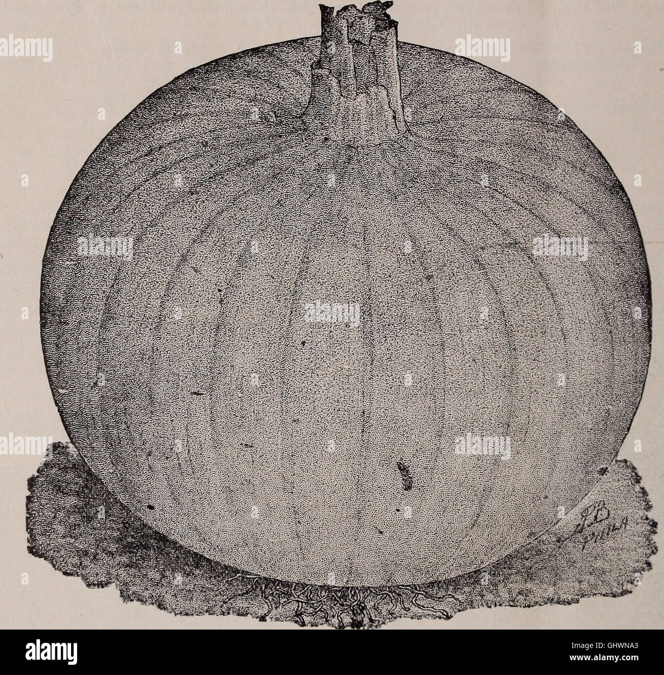 Published in 1902, the Young and Halstead seed catalog offers a wide