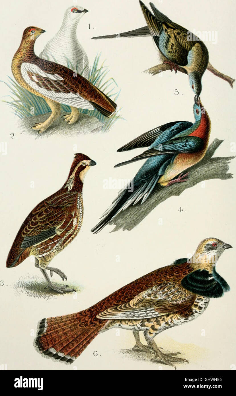 This 1903 handbook offers a comprehensive guide to the birds of the ...