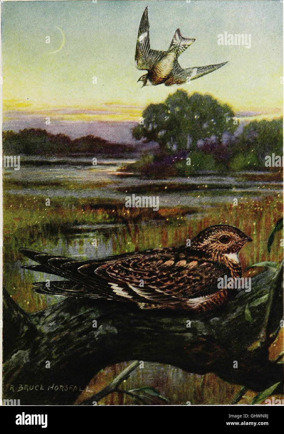 This 1917 work documents a year of birdwatching, capturing seasonal ...