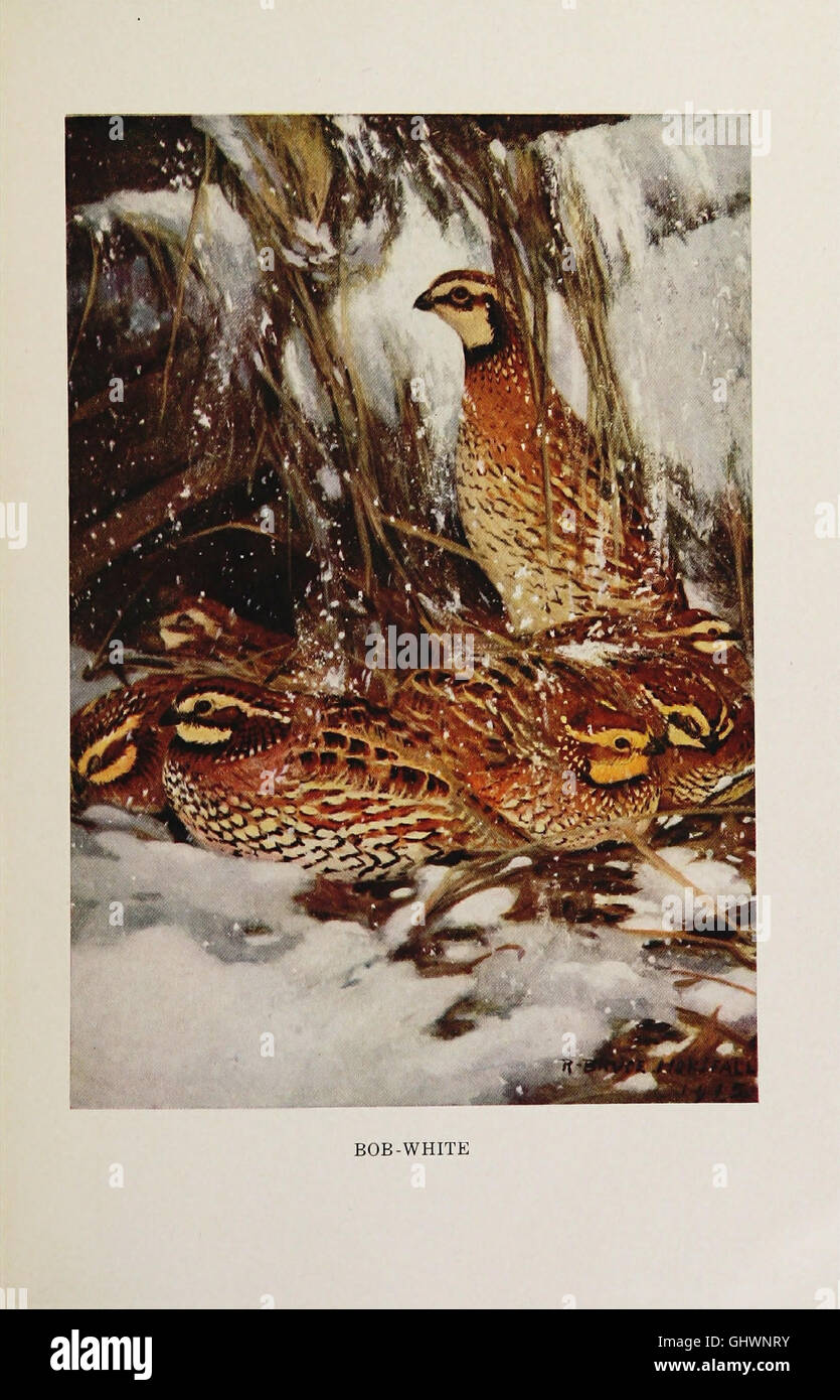 Visual Reference: A 1917 Book Documenting A Year Long Study Of Birds