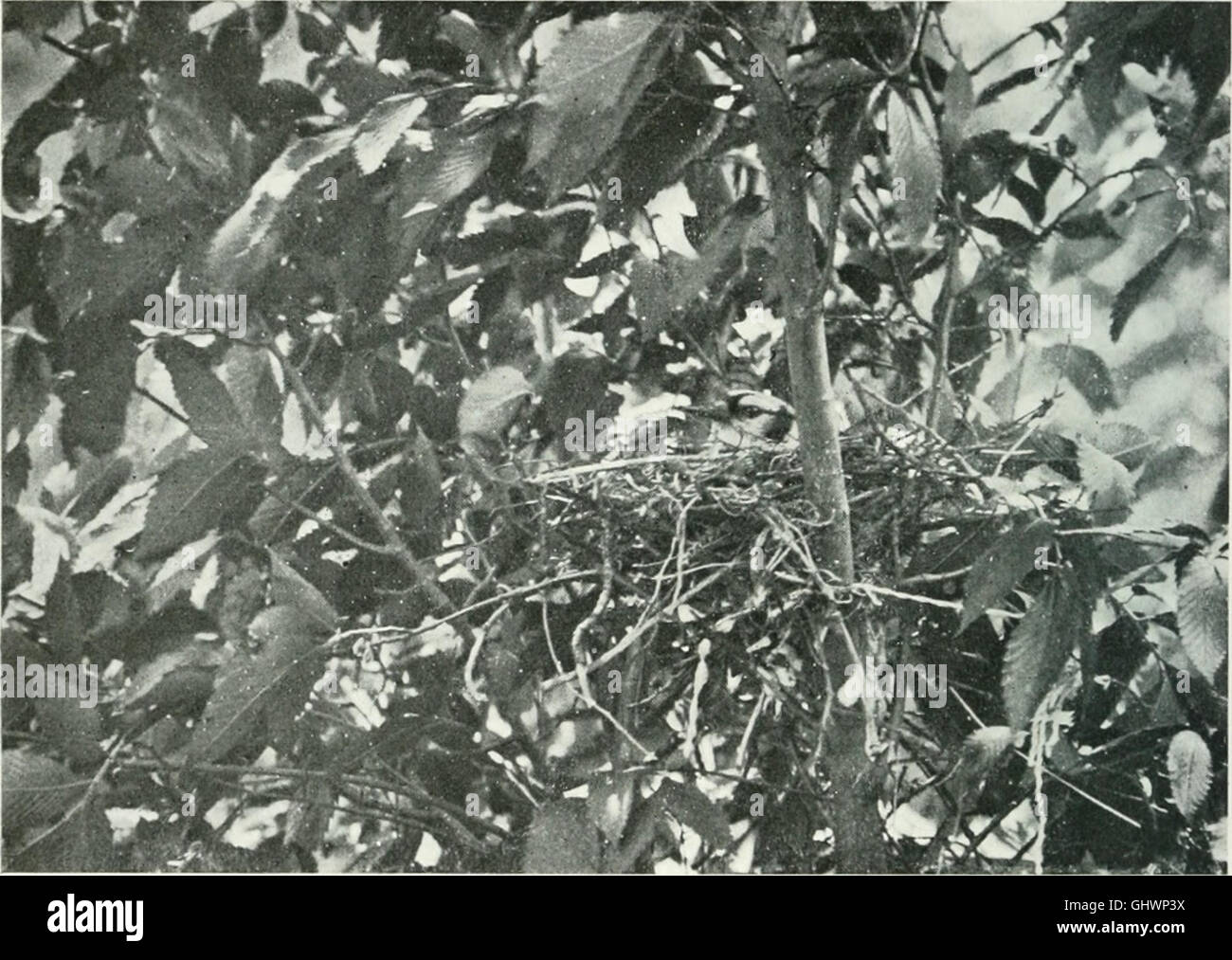 Bird-lore (1901) Stock Photo