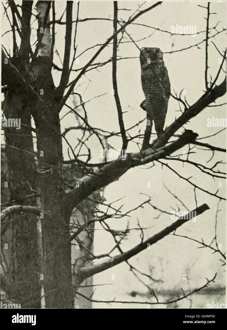 Bird-lore (1910) Stock Photo