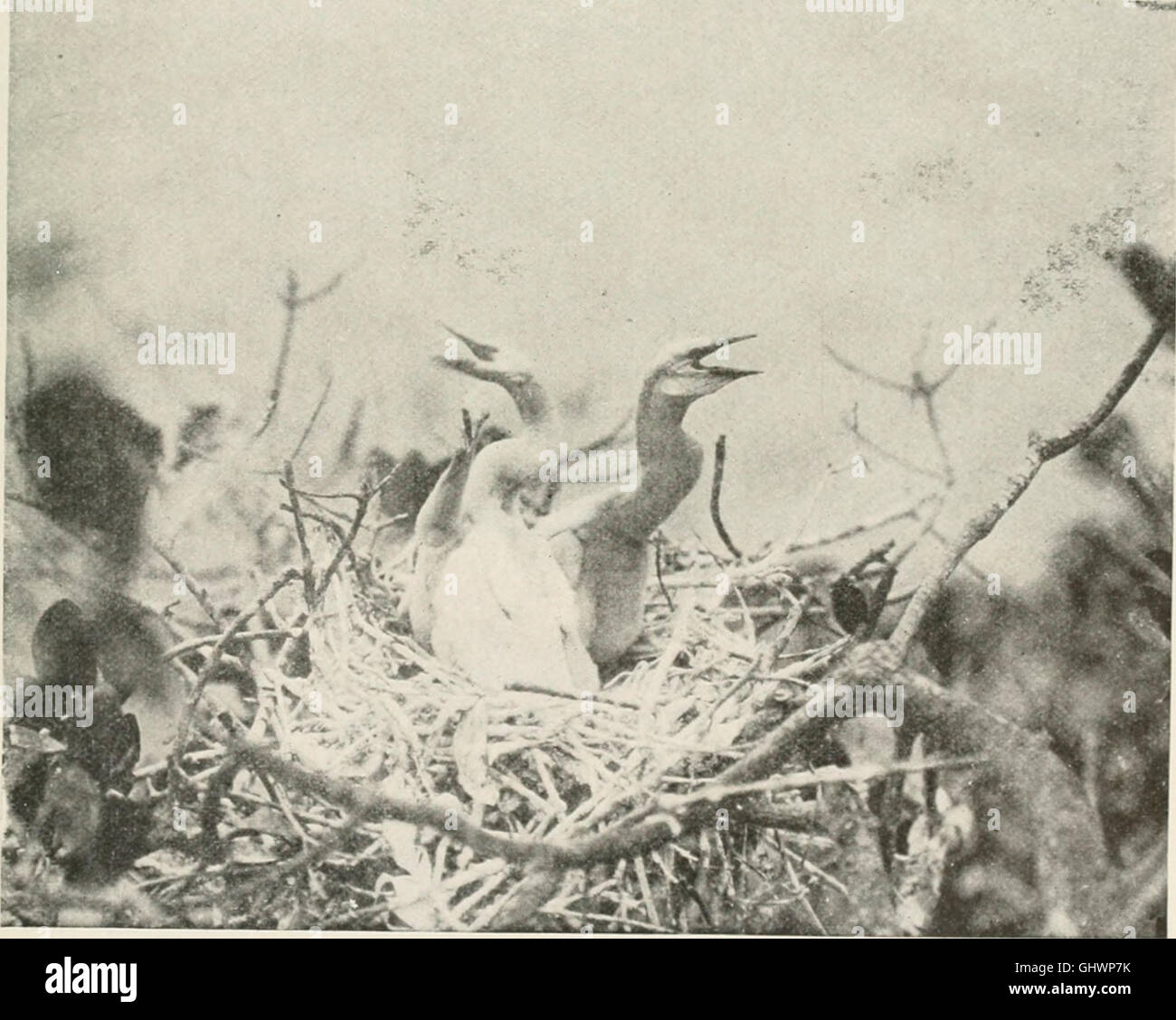Bird-lore (1913) Stock Photo