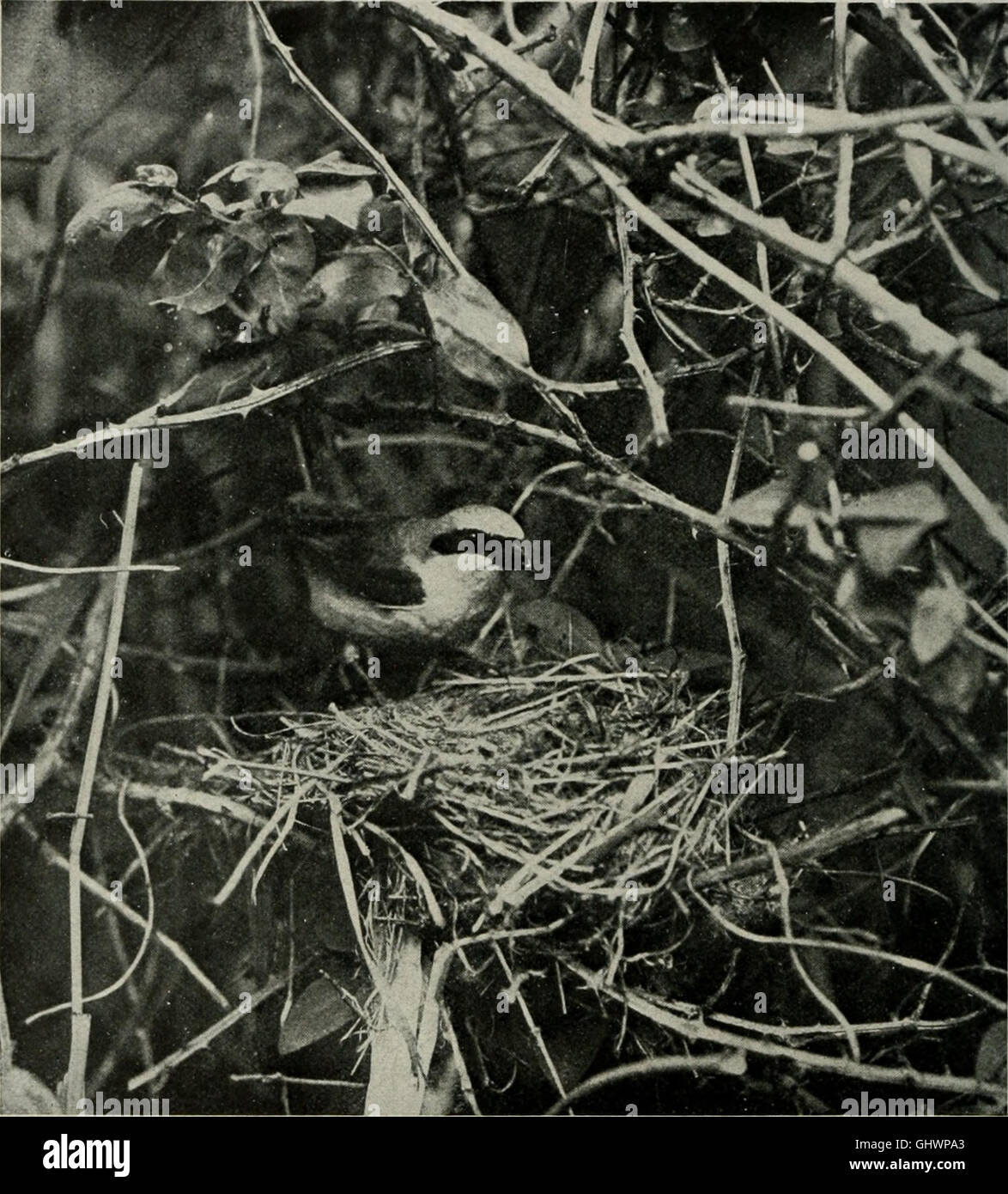 Bird-lore (1915) Stock Photo