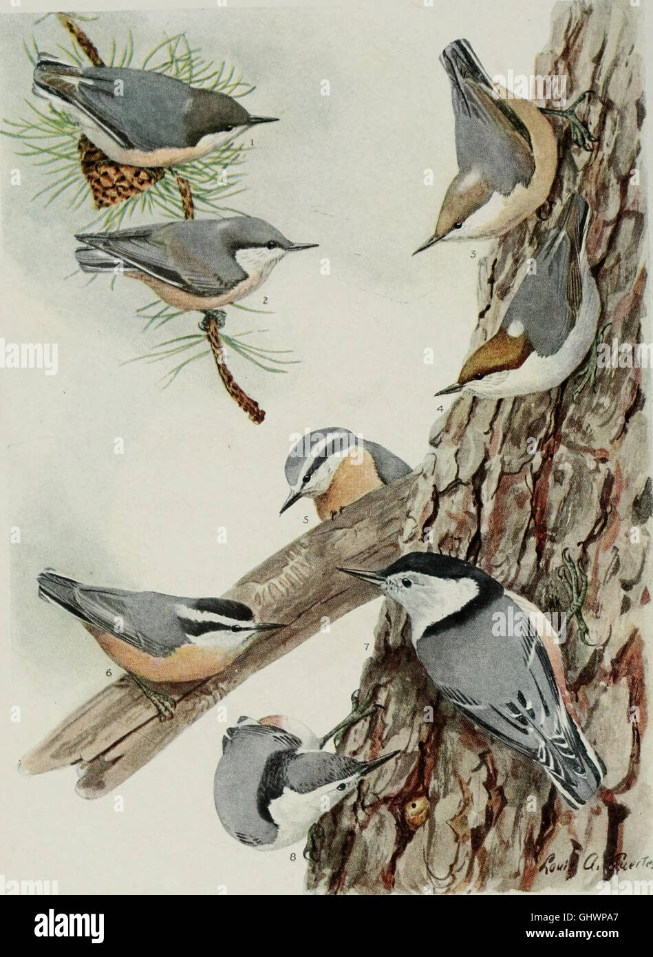 Bird-lore (1915) Stock Photo