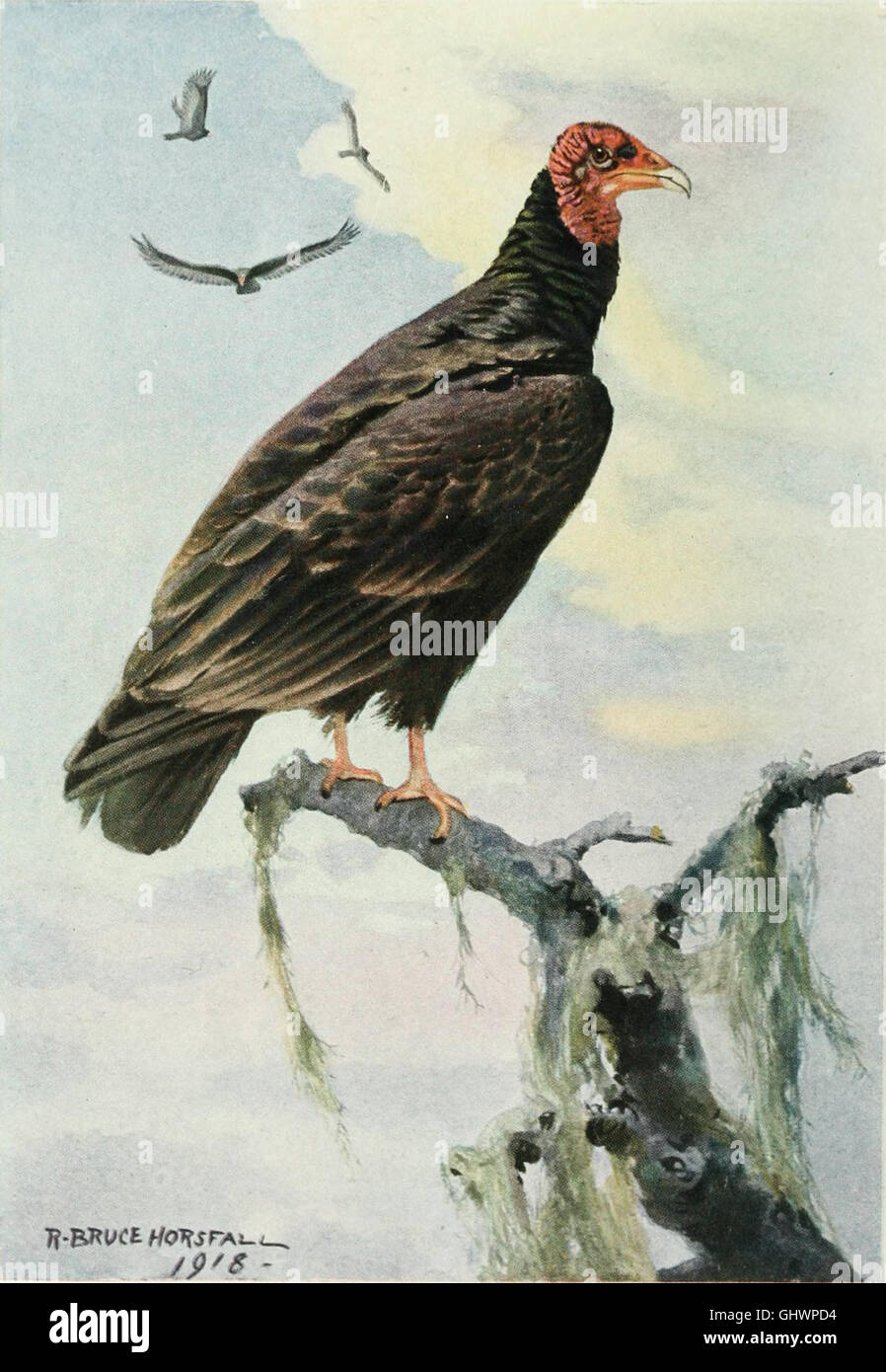 Bird-lore (1919) Stock Photo