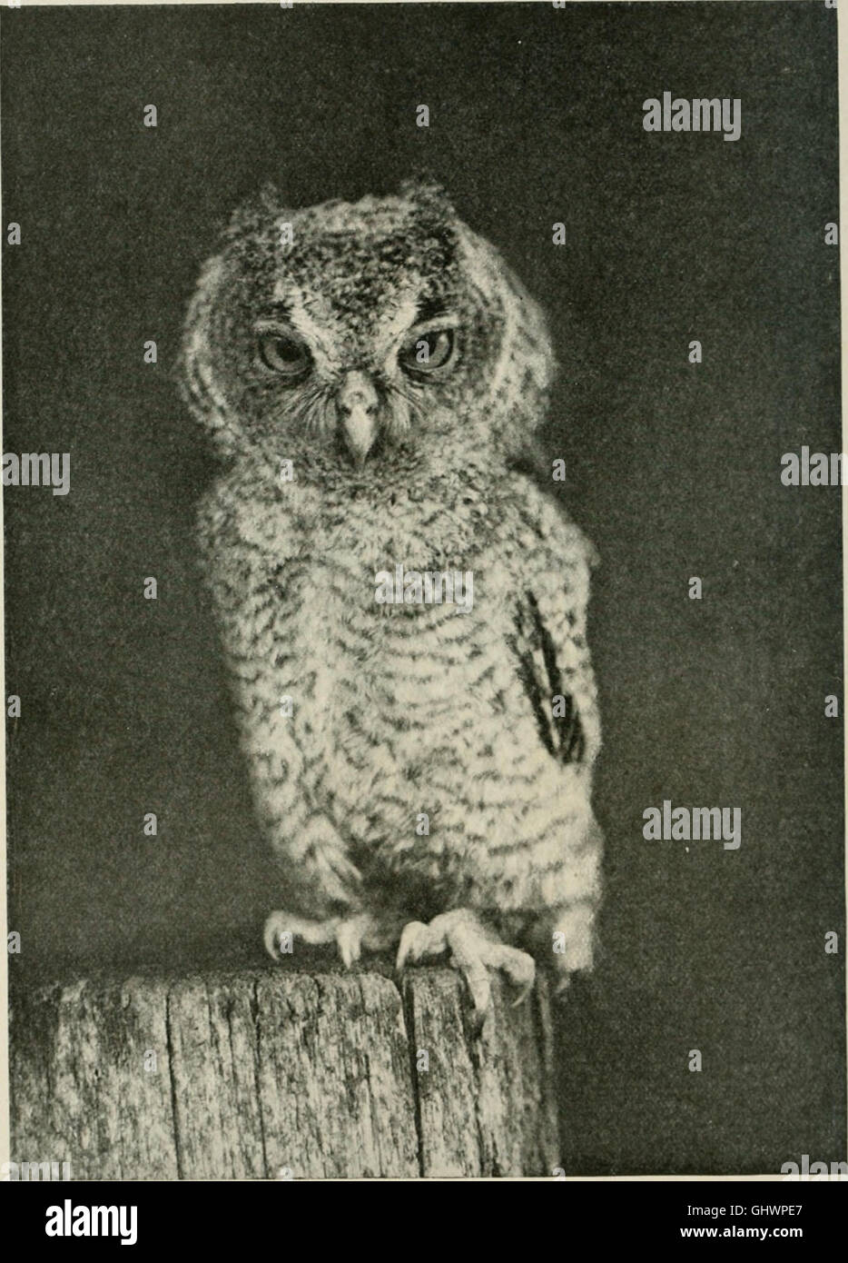 Bird-lore (1920) Stock Photo