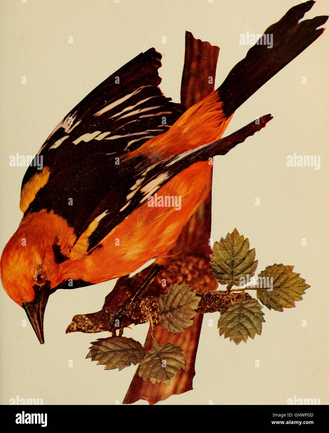 Published in 1904, this work explores various bird species and their ...