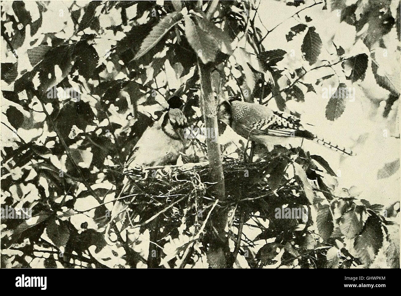 Bird lore (1901) Stock Photo
