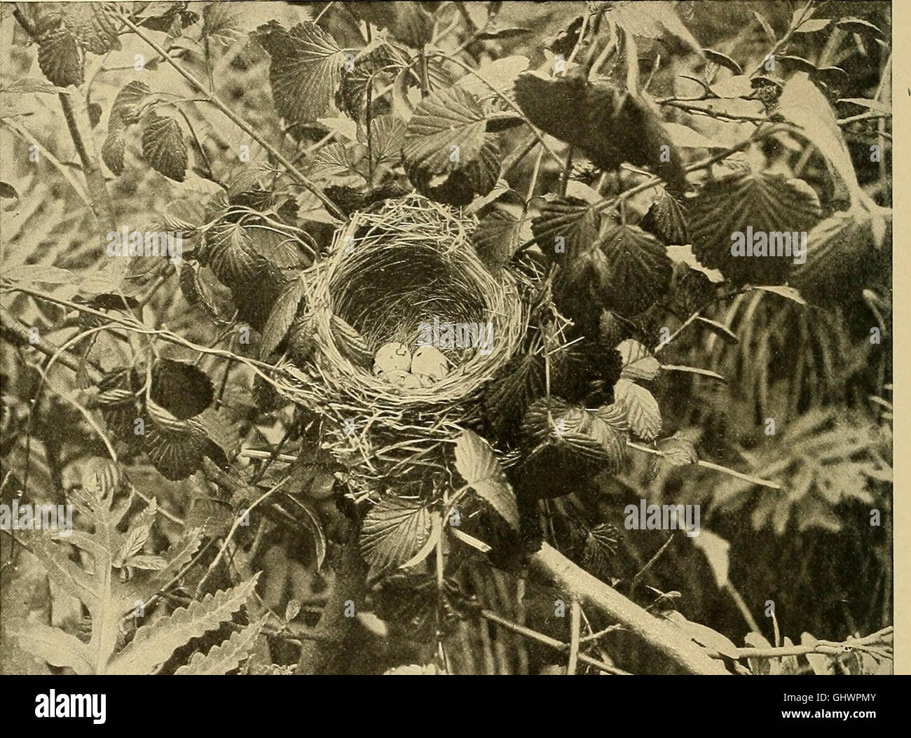Bird lore (1903) Stock Photo