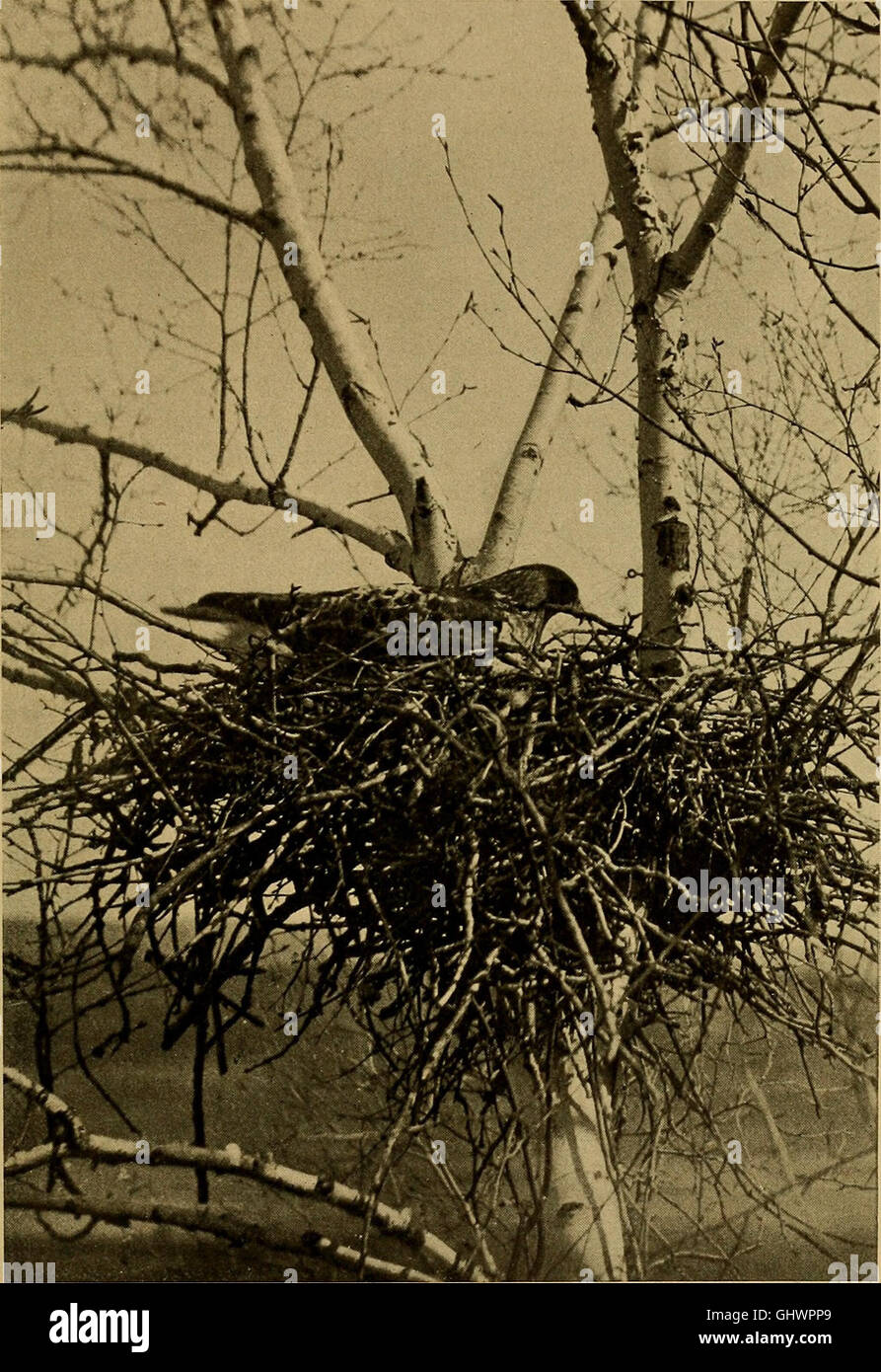 Bird lore (1906) Stock Photo