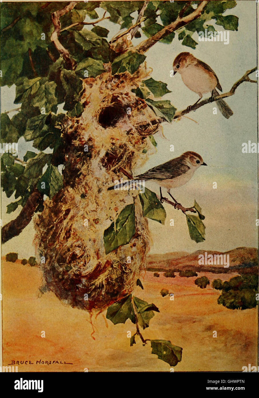 Bird lore (1909) Stock Photo