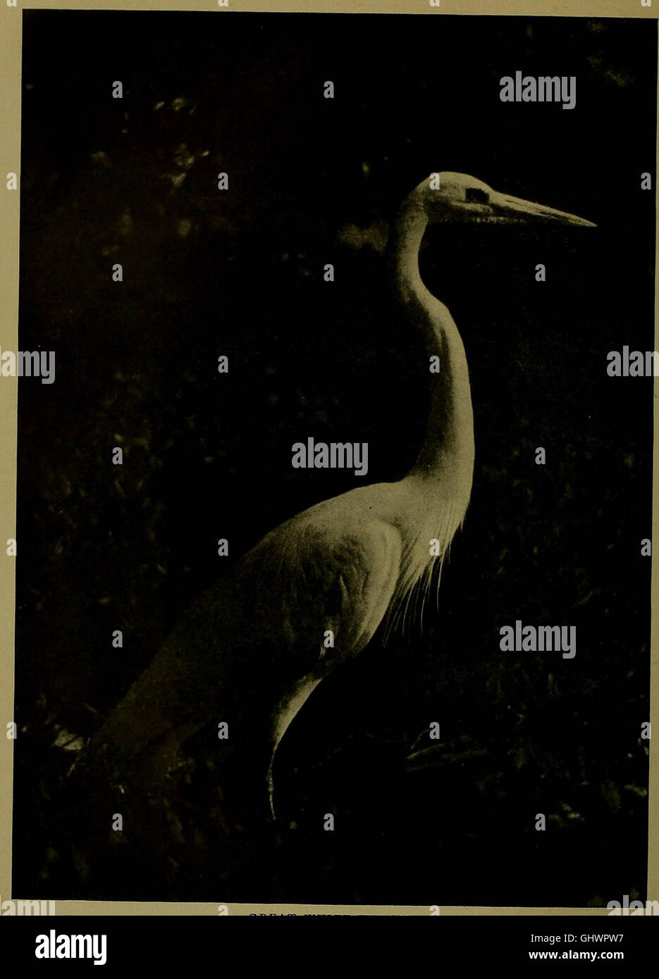 Bird lore (1910) Stock Photo