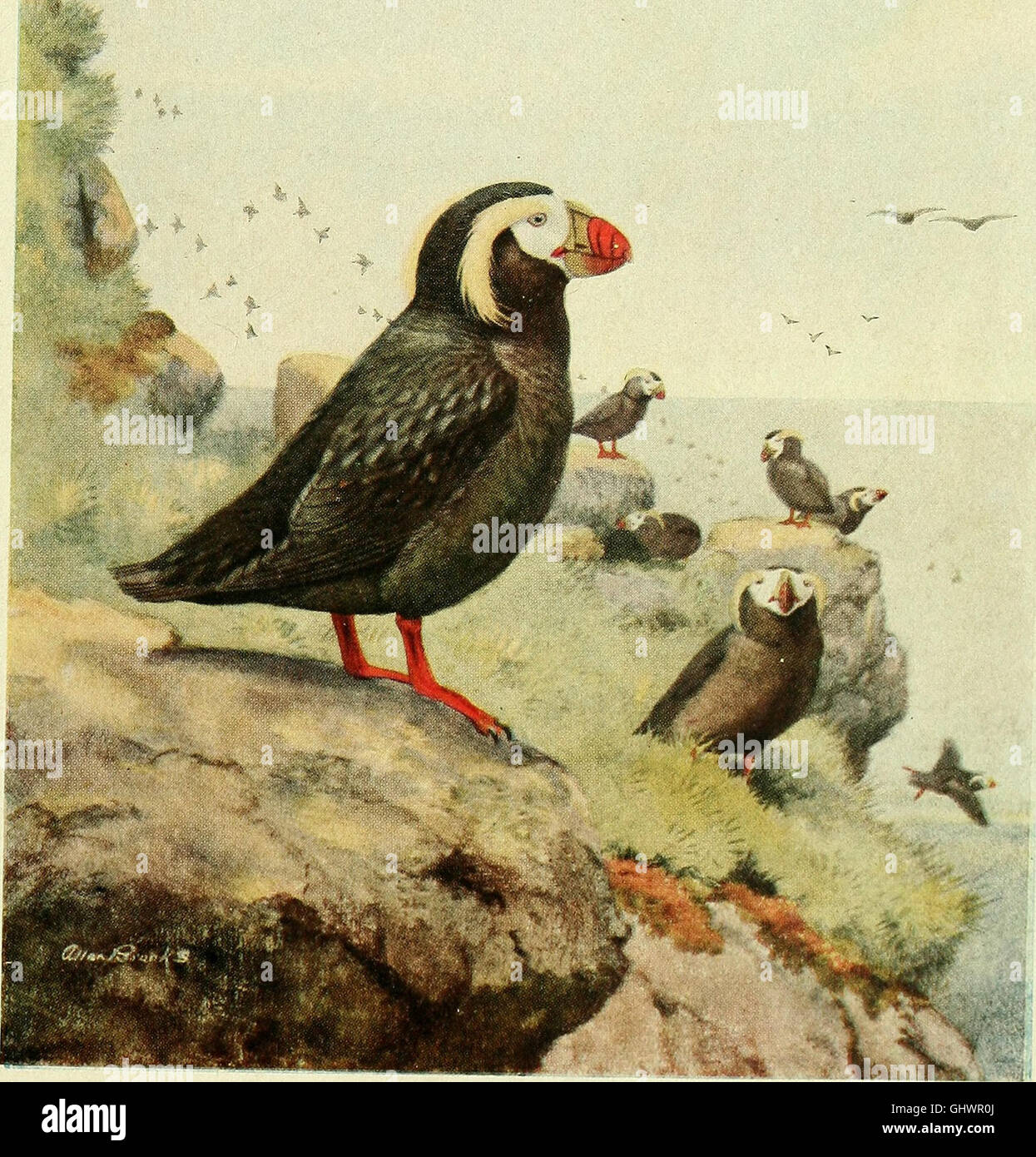 Bird lore (1913) Stock Photo