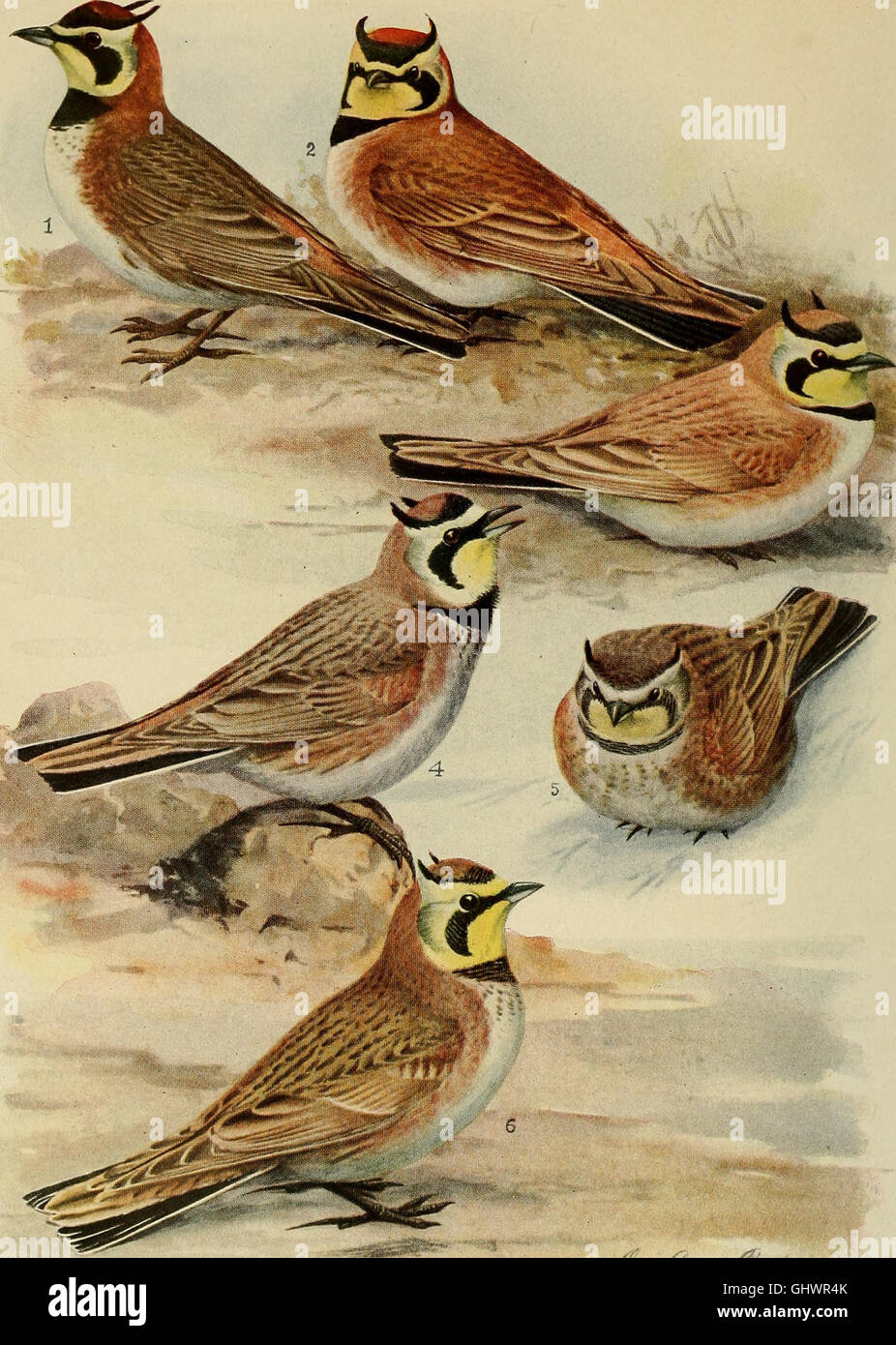 Bird lore (1918) Stock Photo