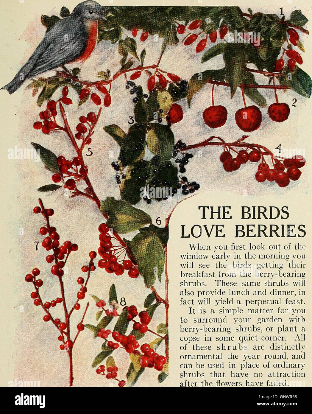 Bird lore (1919) Stock Photo