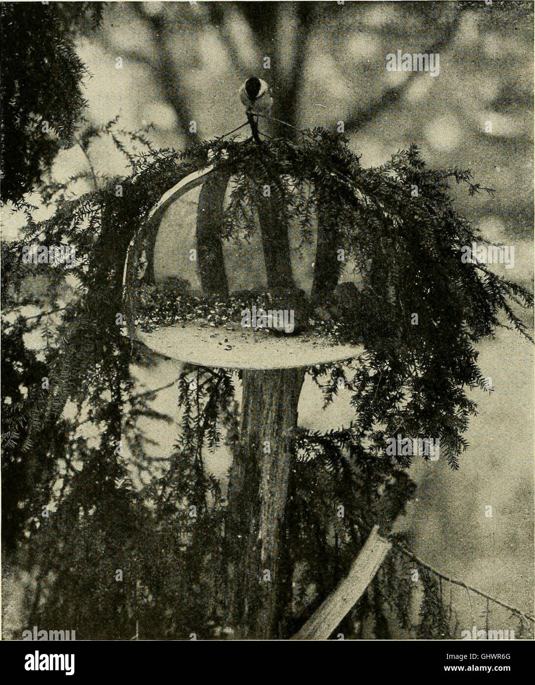 Bird lore (1919) Stock Photo