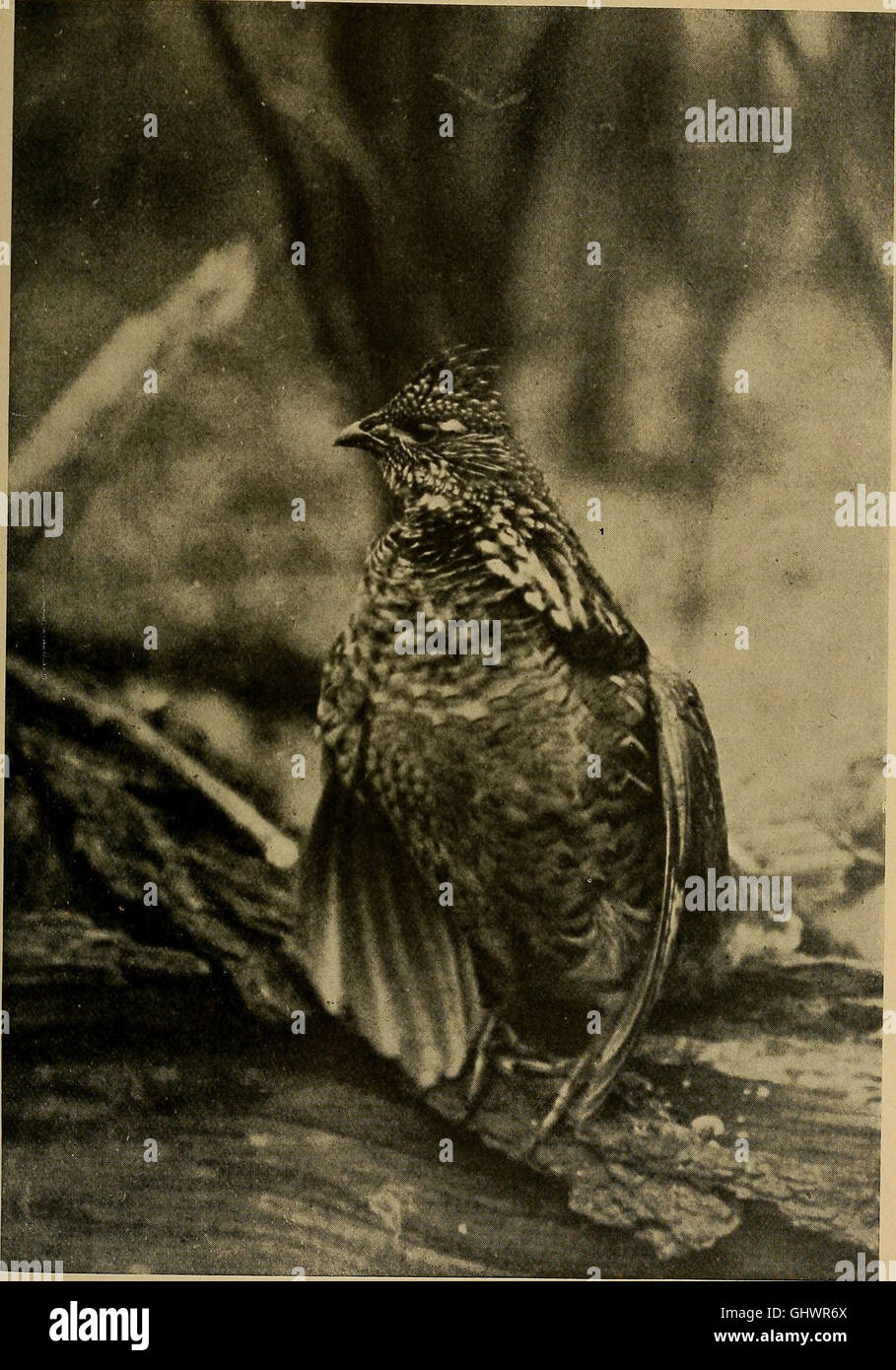 Bird lore (1920) Stock Photo