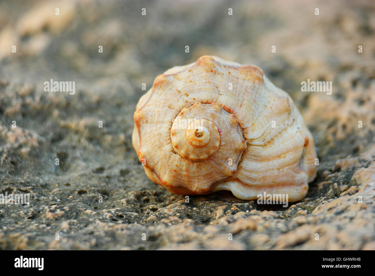 Open Ended Rocking Shell Spiral Shell on the rock Stock Photo - Alamy
