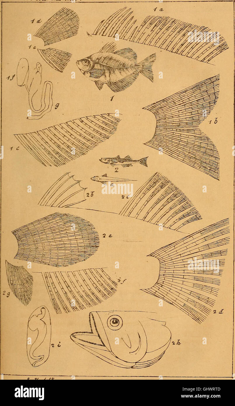 Calcutta journal of natural history, and miscellany of the arts and