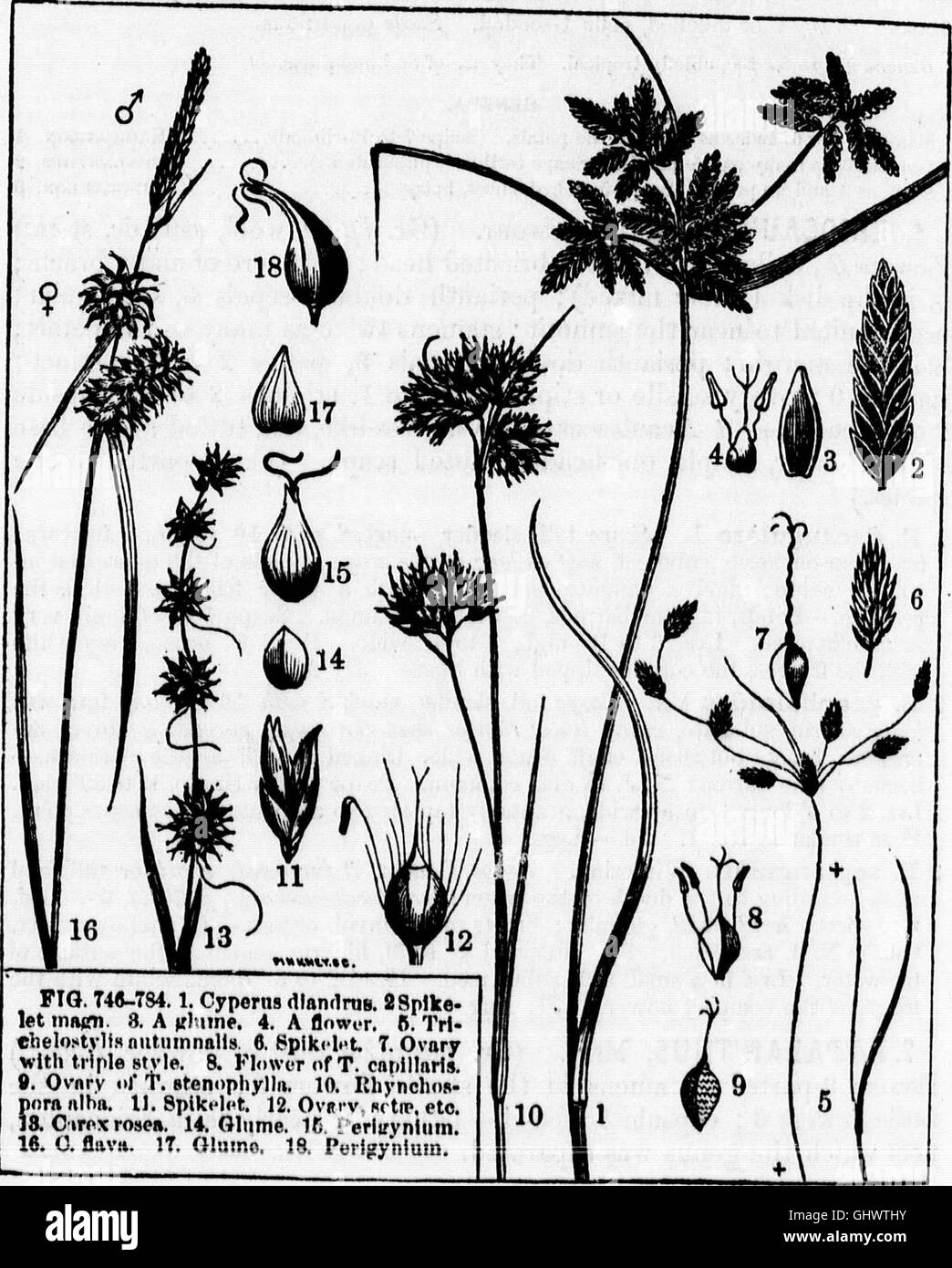 Botany class reference book hi-res stock photography and images - Alamy