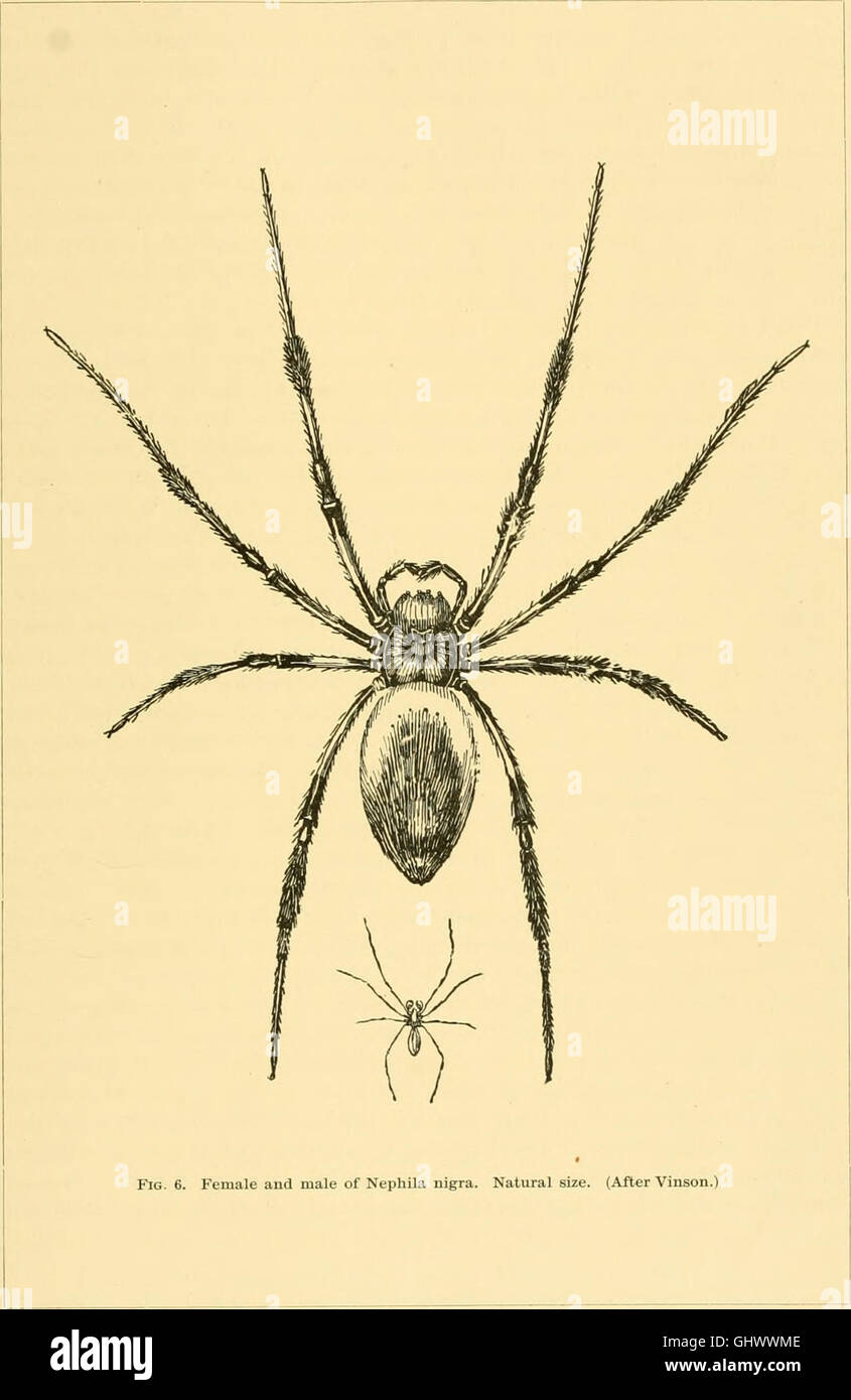 American spiders and their spinningwork. A natural history of the orbweaving spiders of the United States, with special regard to their industry and habits (1890) Stock Photo