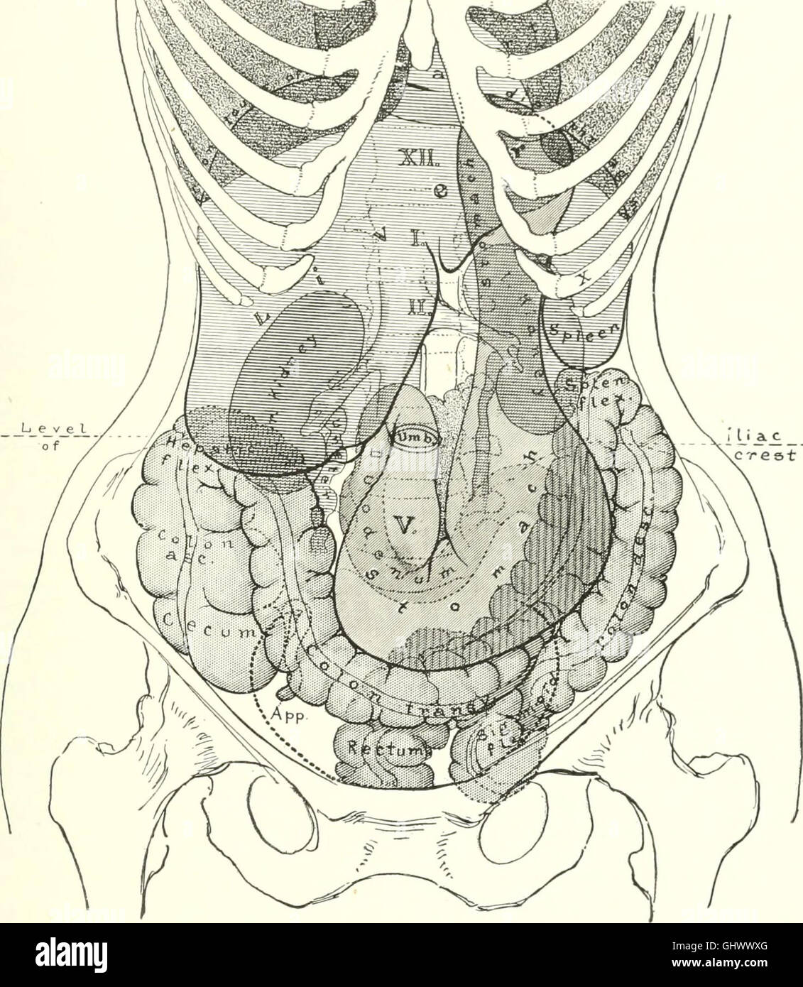 Diseases of the kidneys, ureters and bladder, with special reference