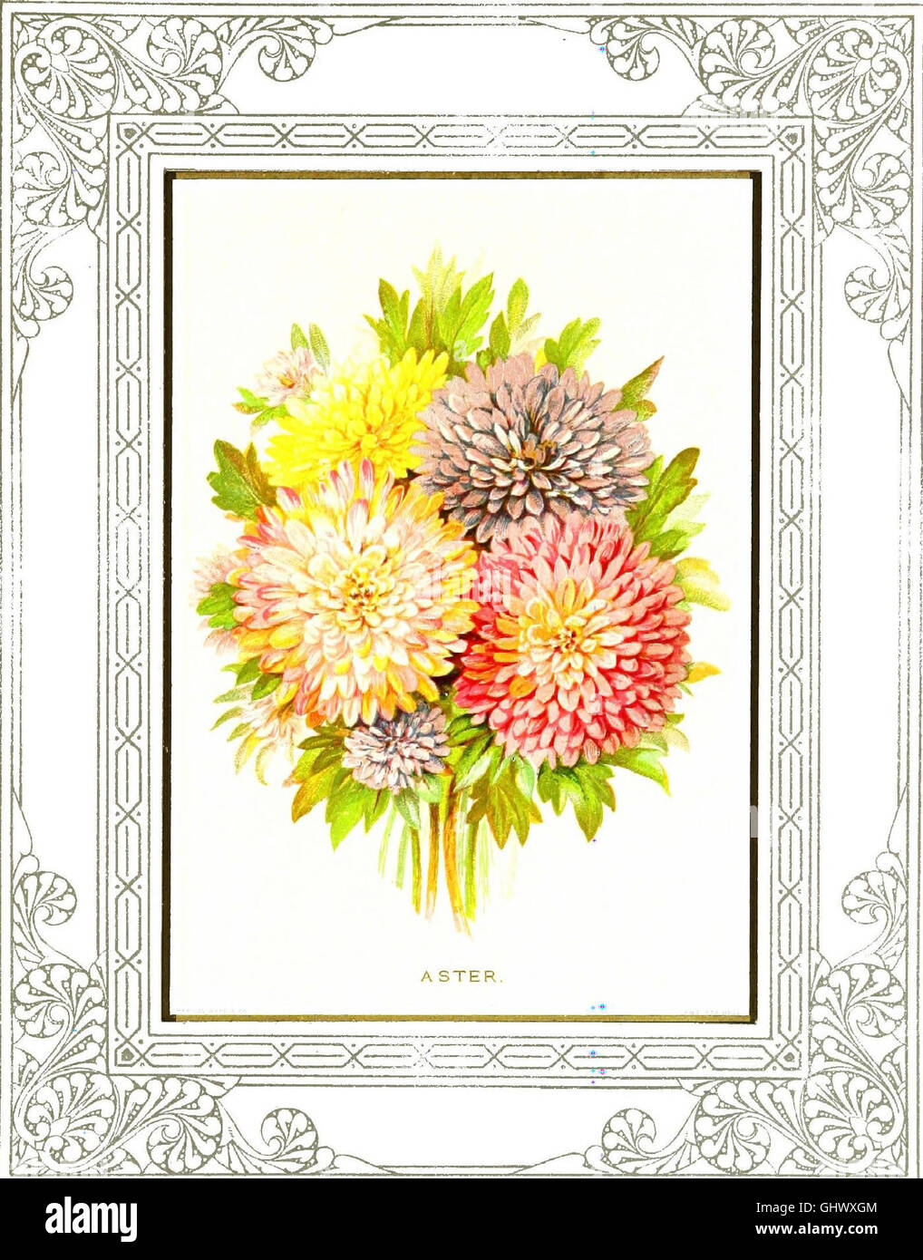 Floral poetry and the language of flowers (1877 Stock Photo Alamy