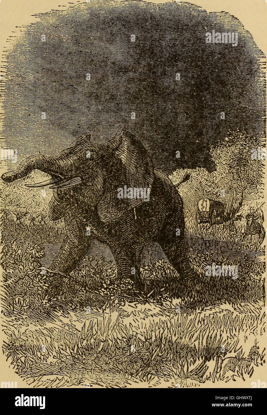 Four feet, wings, and fins (1879 Stock Photo Alamy