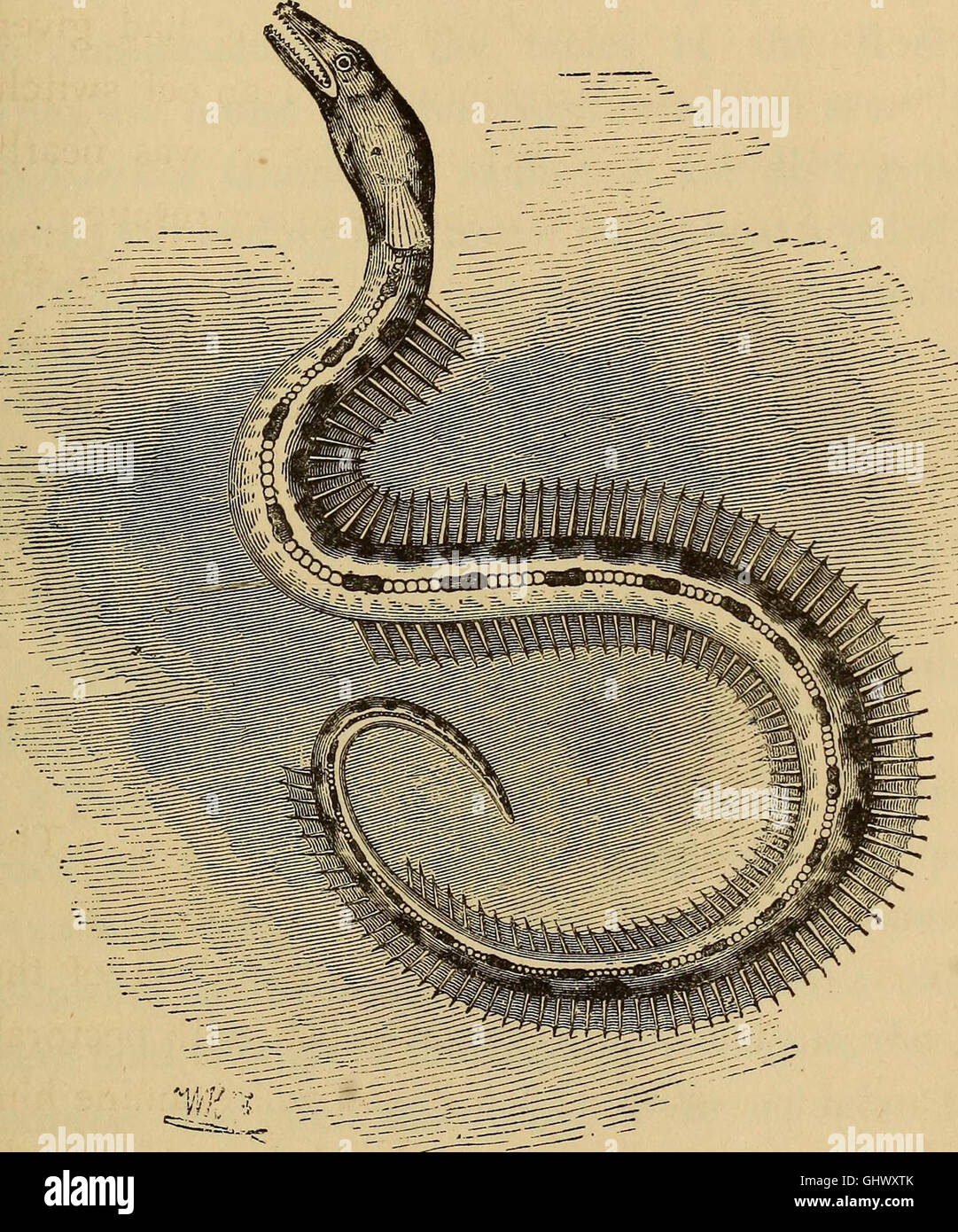 Four feet, wings, and fins (1879 Stock Photo Alamy