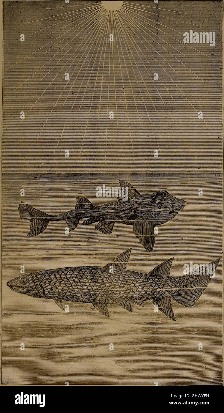 A 1875 text exploring the connection between nature and divine ...
